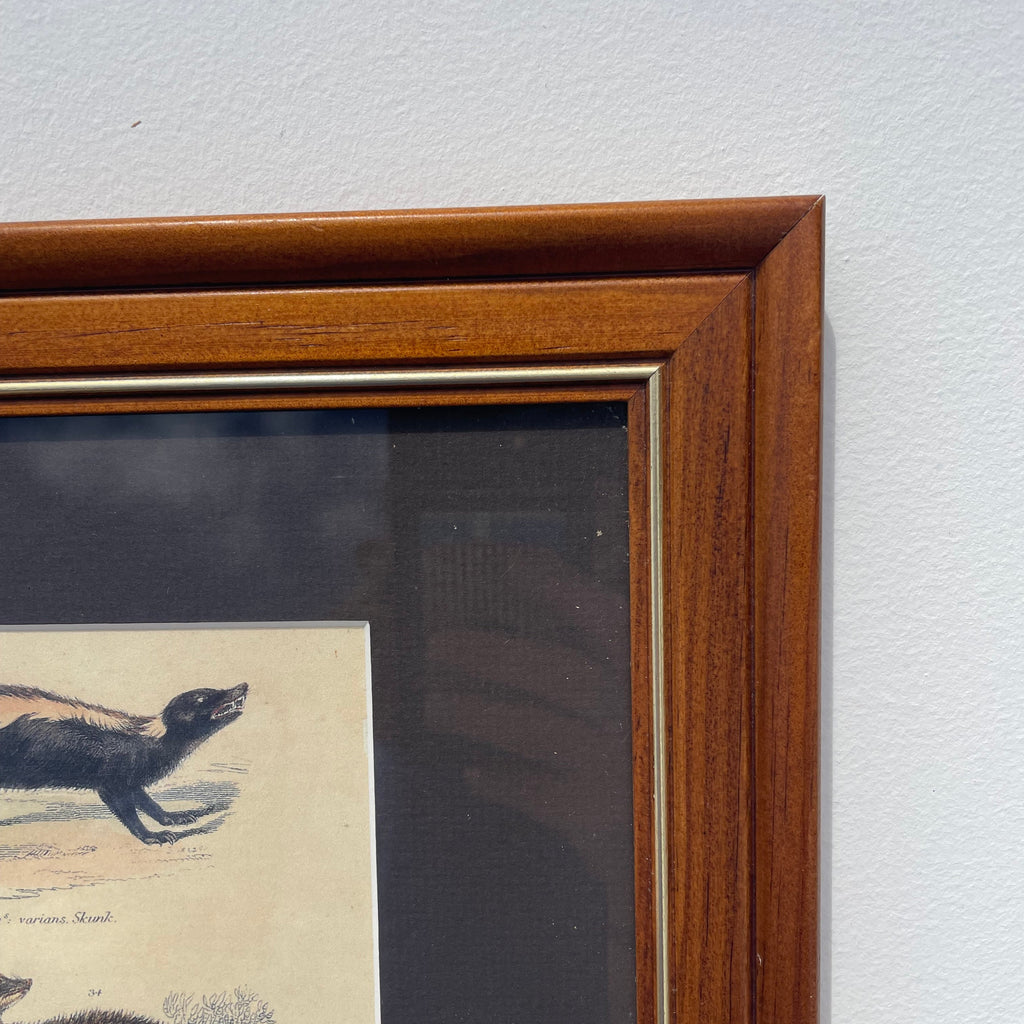 Skunk, Martin & Otter Lithograph