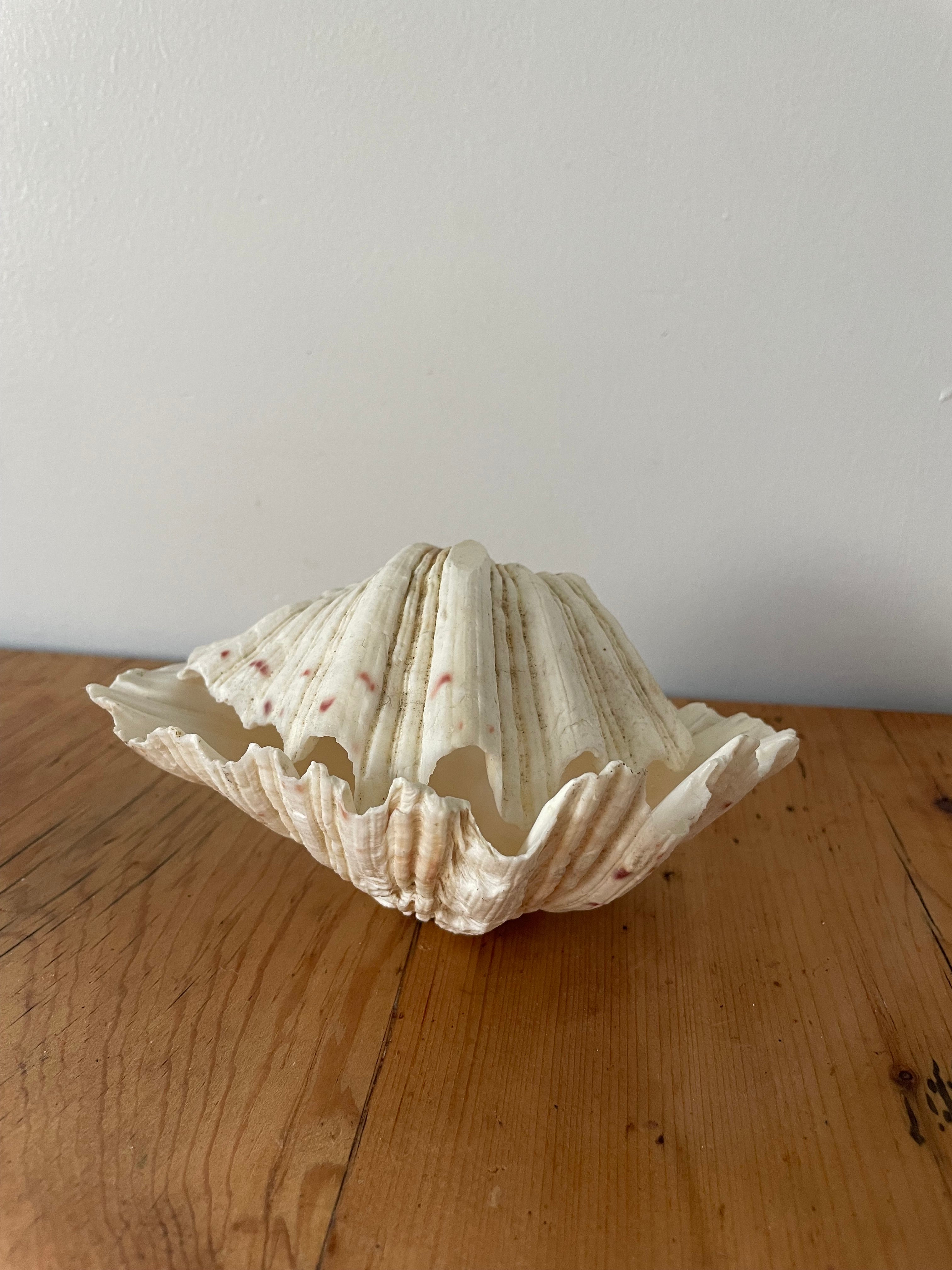 Clam Shell Small