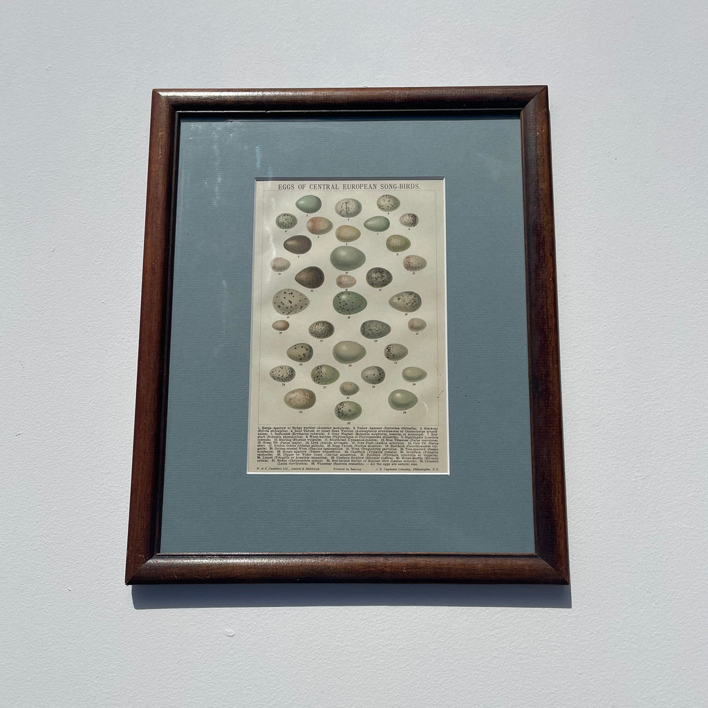 Eggs Of Central European Song-Birds Lithograph