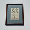 Eggs Of Central European Song-Birds Lithograph