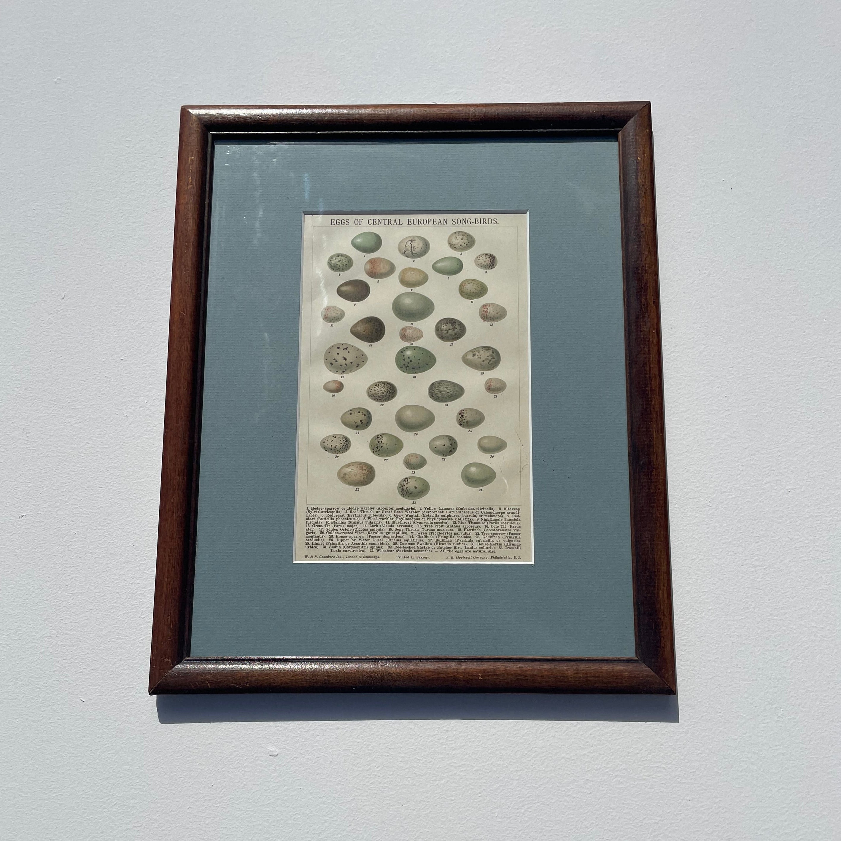Eggs Of Central European Song-Birds Lithograph