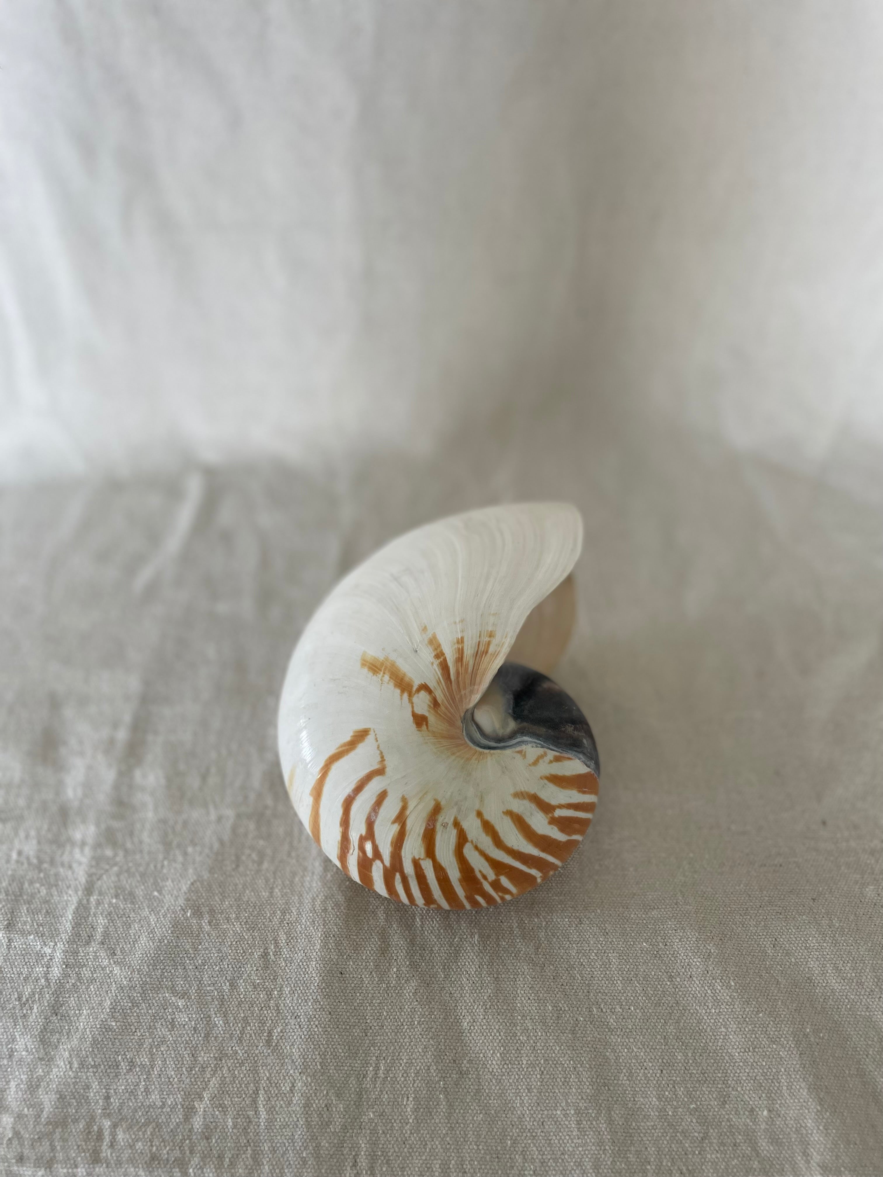 Large Stripe Nautilus Shell
