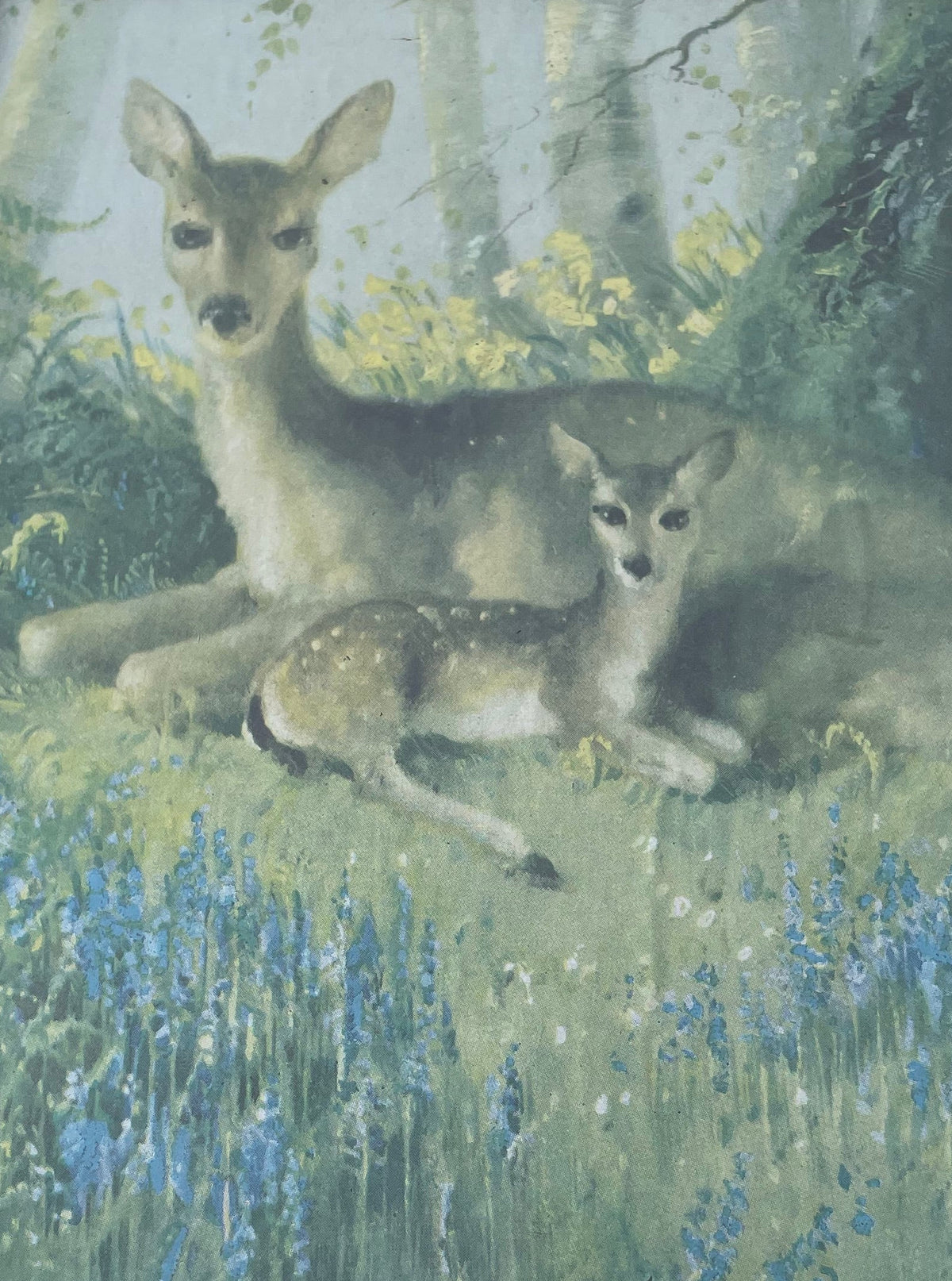 Vintage Vernon Ward Deer Print