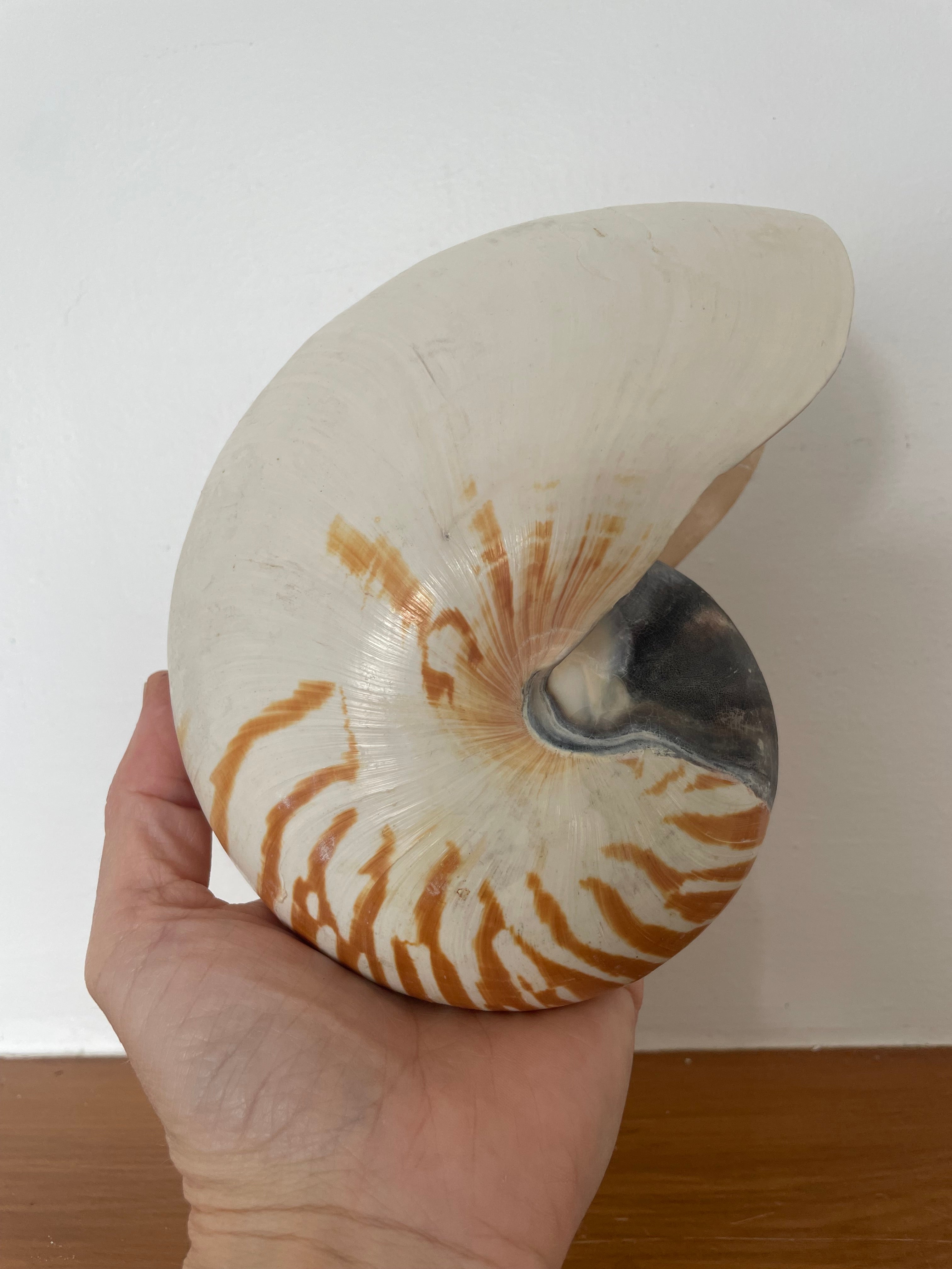 Large Stripe Nautilus Shell