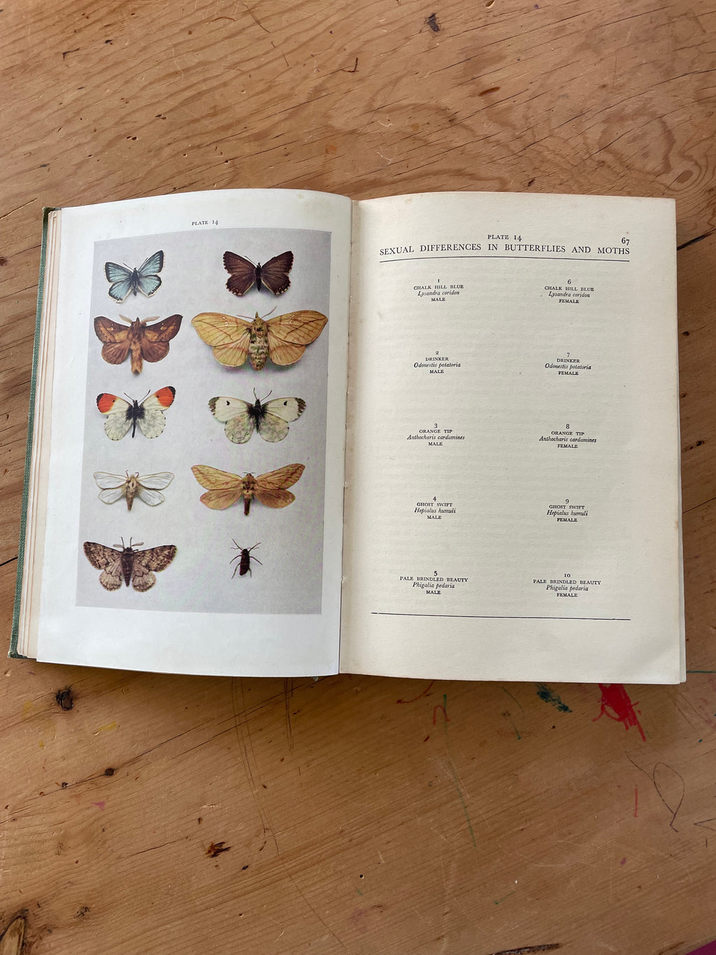 Insect Natural History Book