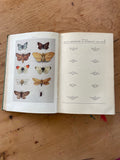 Insect Natural History Book