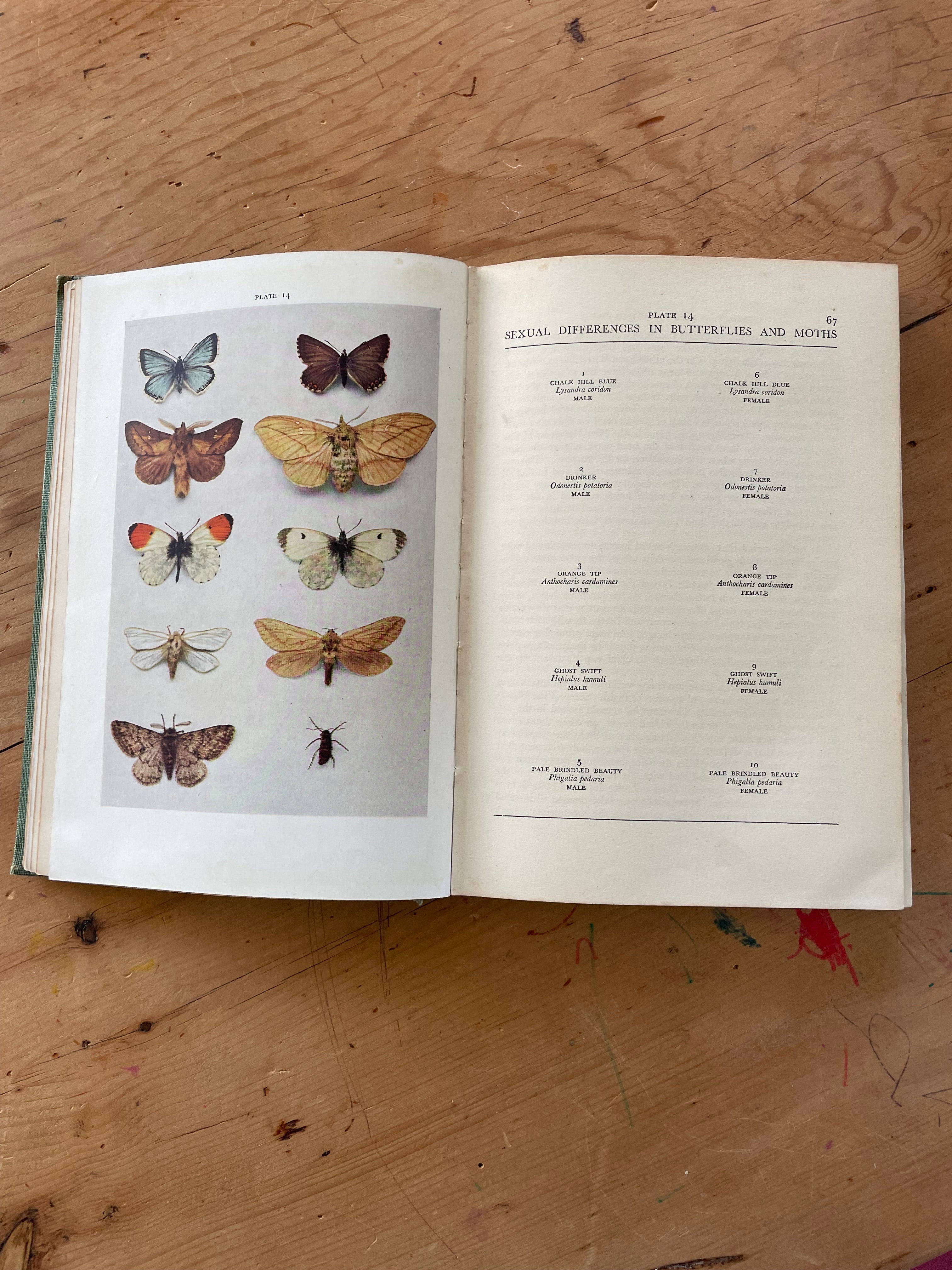 Insect Natural History Book