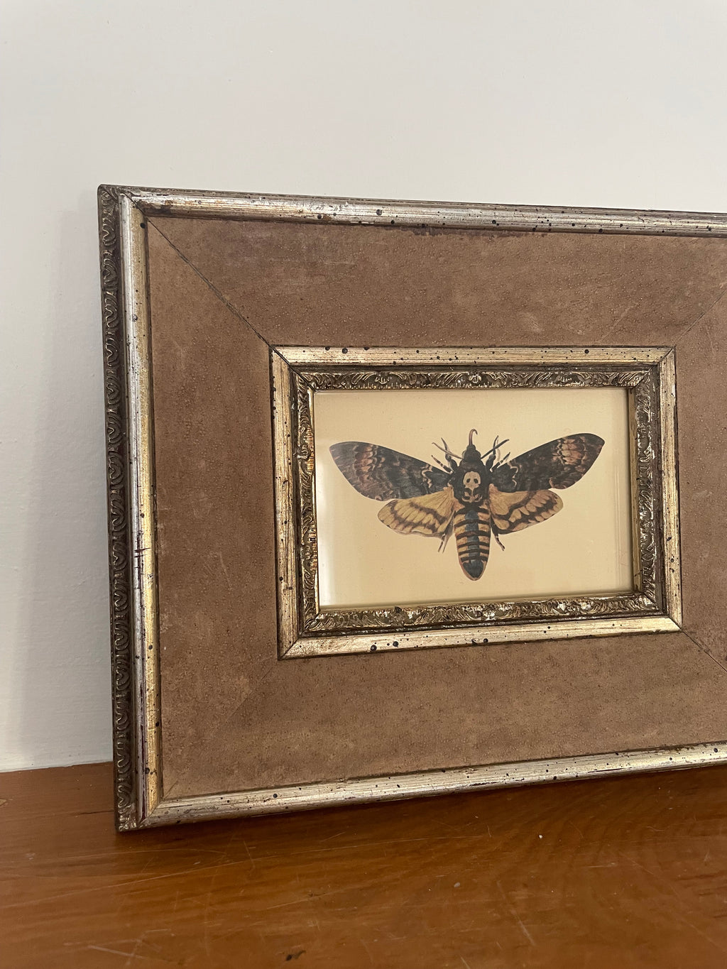 Death's-Head Hawk Moth Print