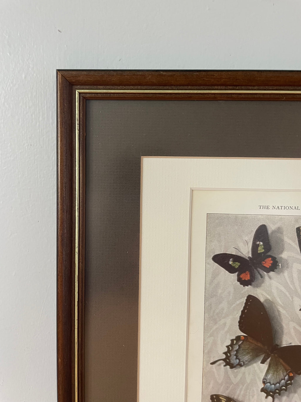 Framed Antique Butterfly Print