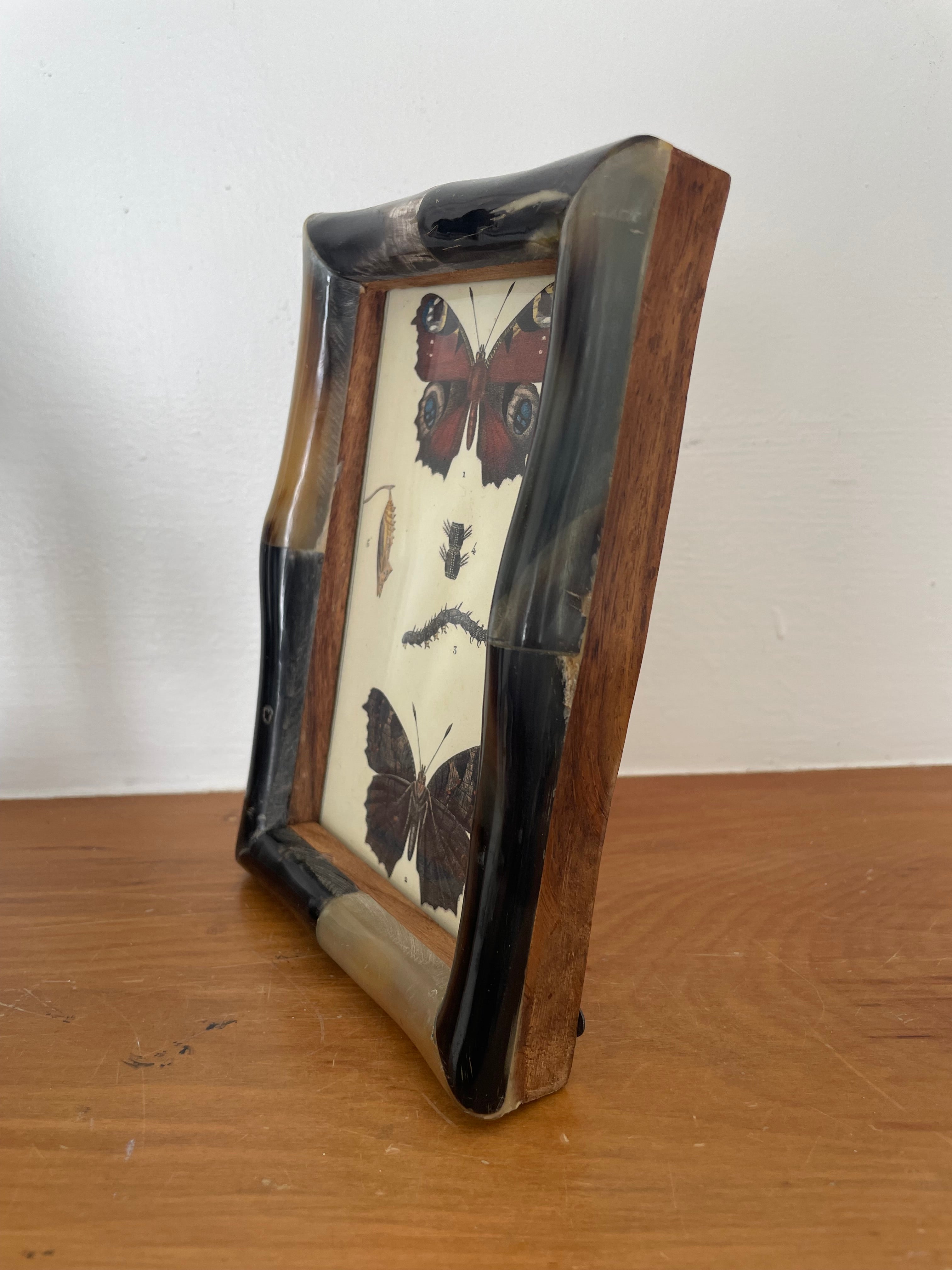 Butterfly Lithograph