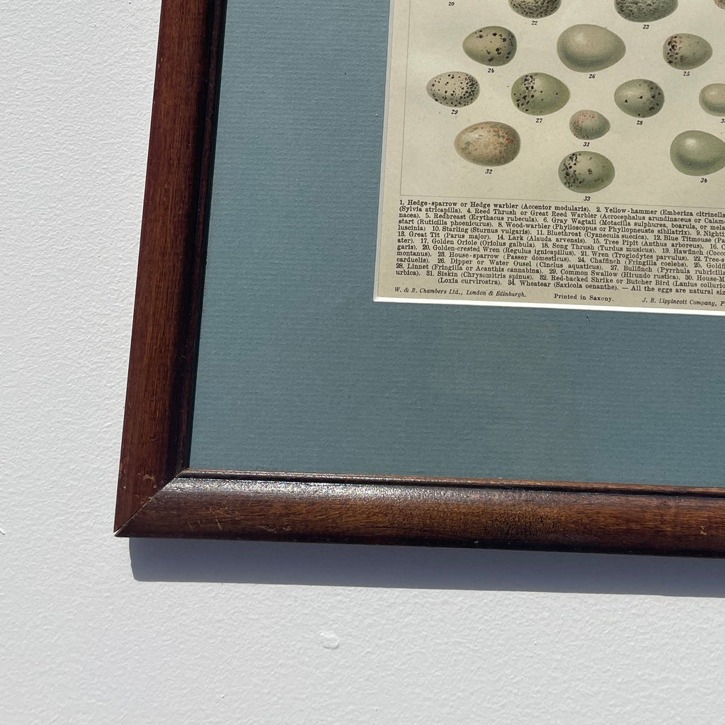 Eggs Of Central European Song-Birds Lithograph