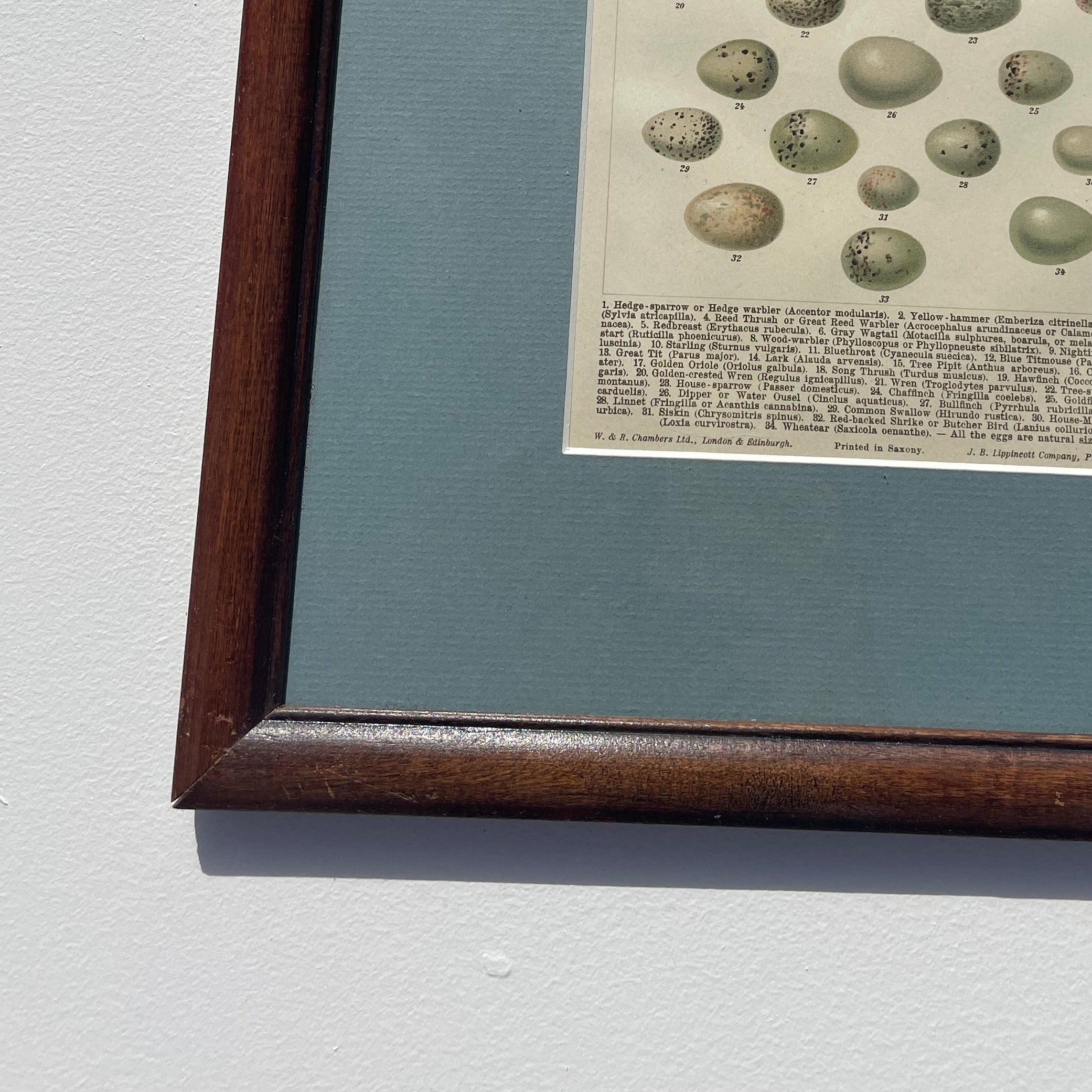 Eggs Of Central European Song-Birds Lithograph