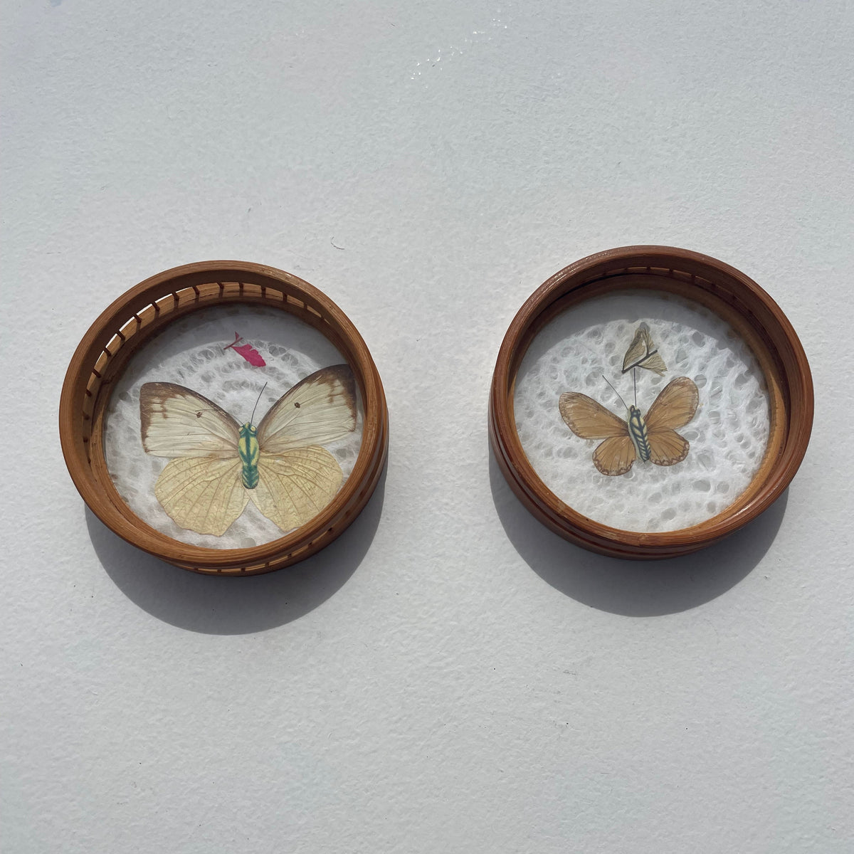 Butterfly Wing Coaster Pair