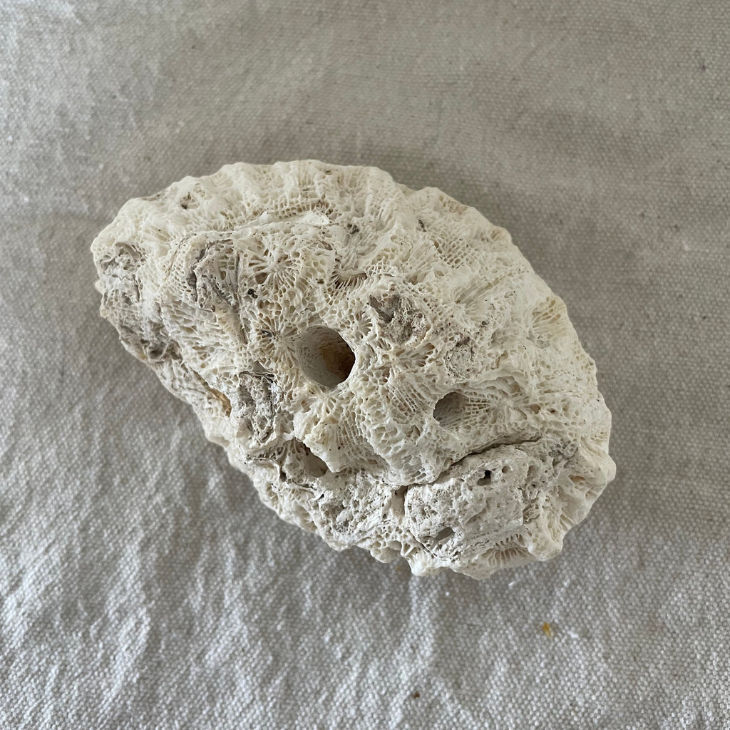 Brain Coral Specimen