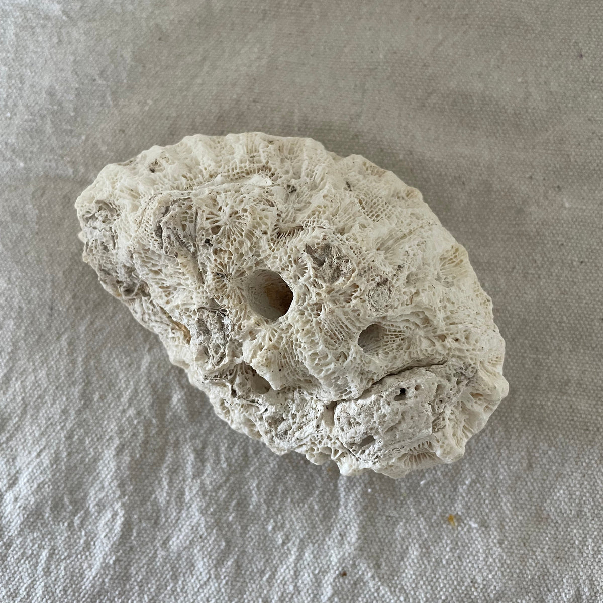 Brain Coral Specimen