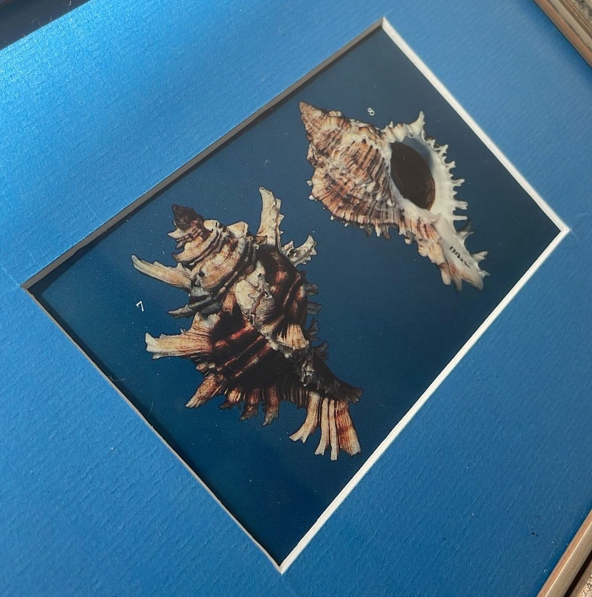 Murex Sea Snail Shell Plate