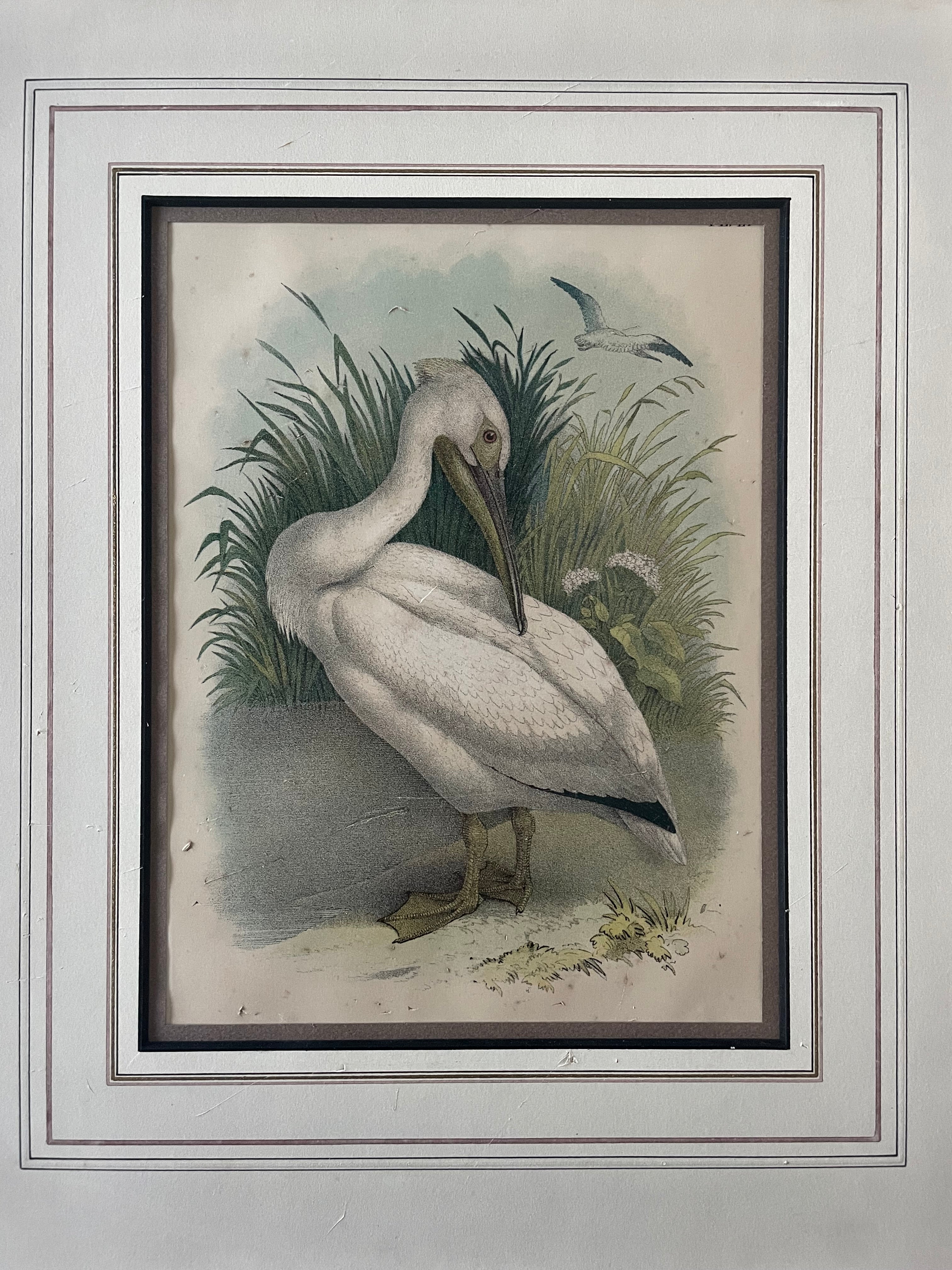 Antique White Pelican Lithograph