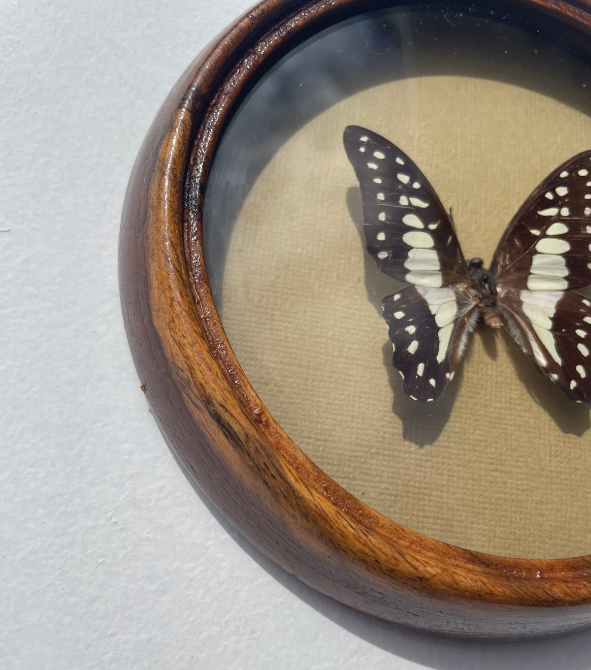 Common Jay Butterfly Port Hole