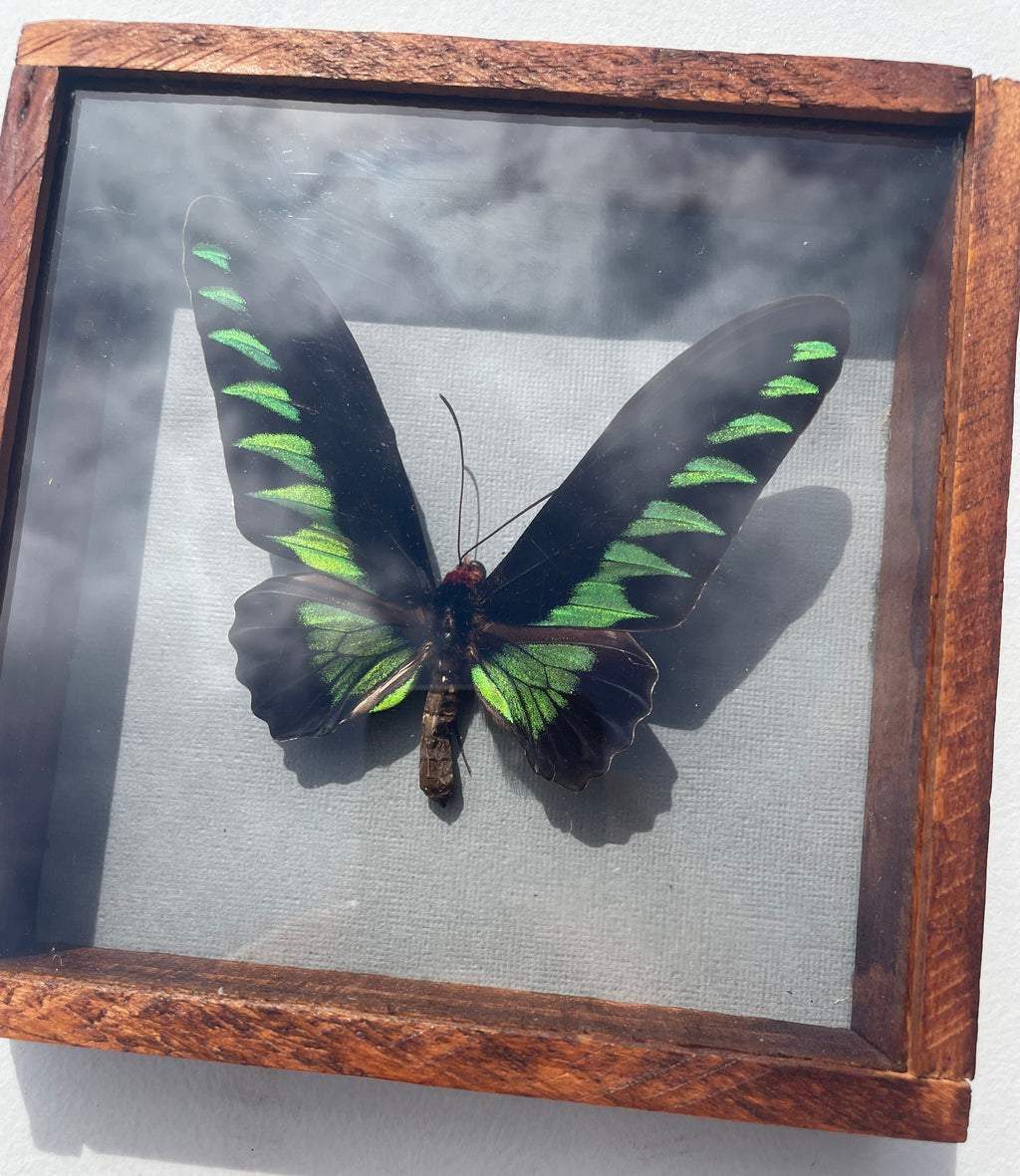 Rajah Brooke's Birdwing Butterfly Specimen