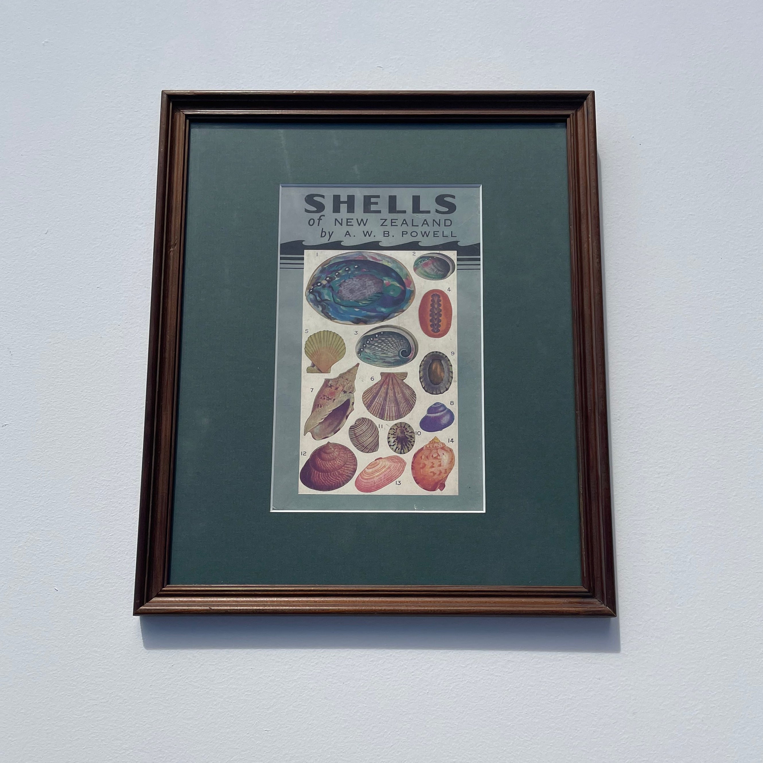 Shells of New Zealand Print