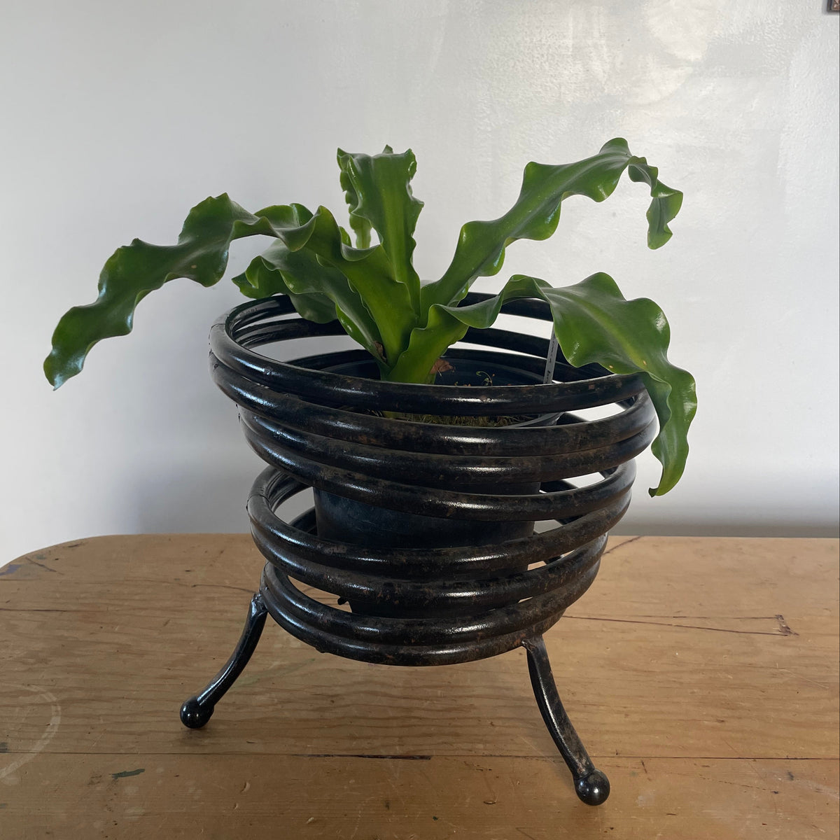 Ball Footed Spiral Plant Stand