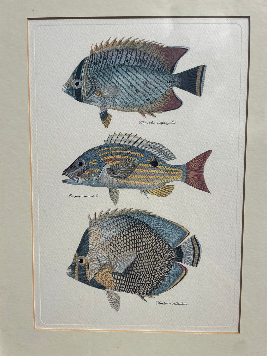 Framed Fish Print