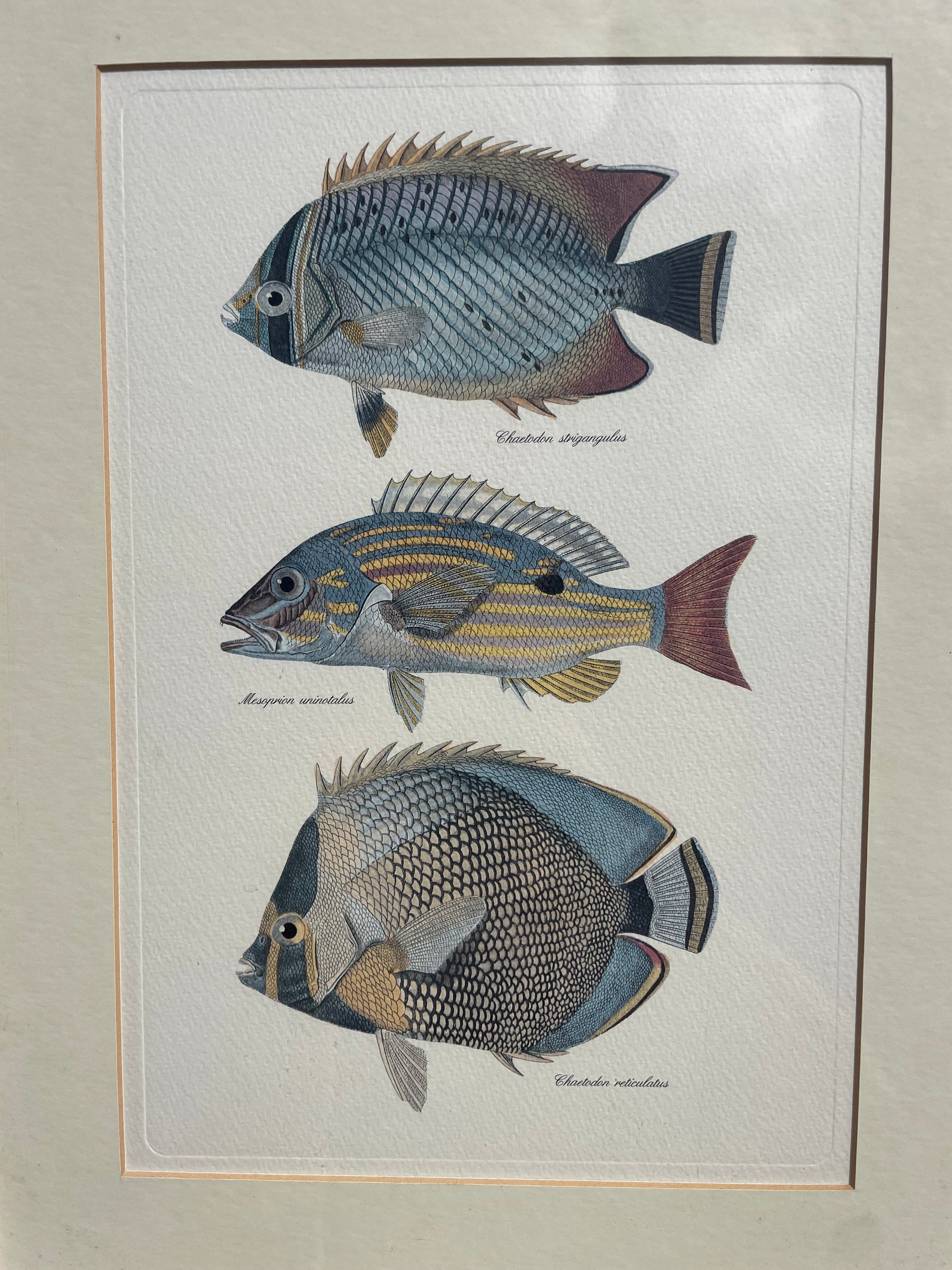 Framed Fish Print