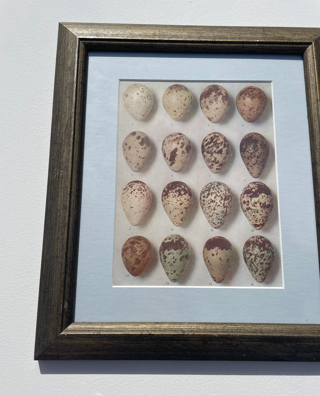 Bird Eggs Lithograph
