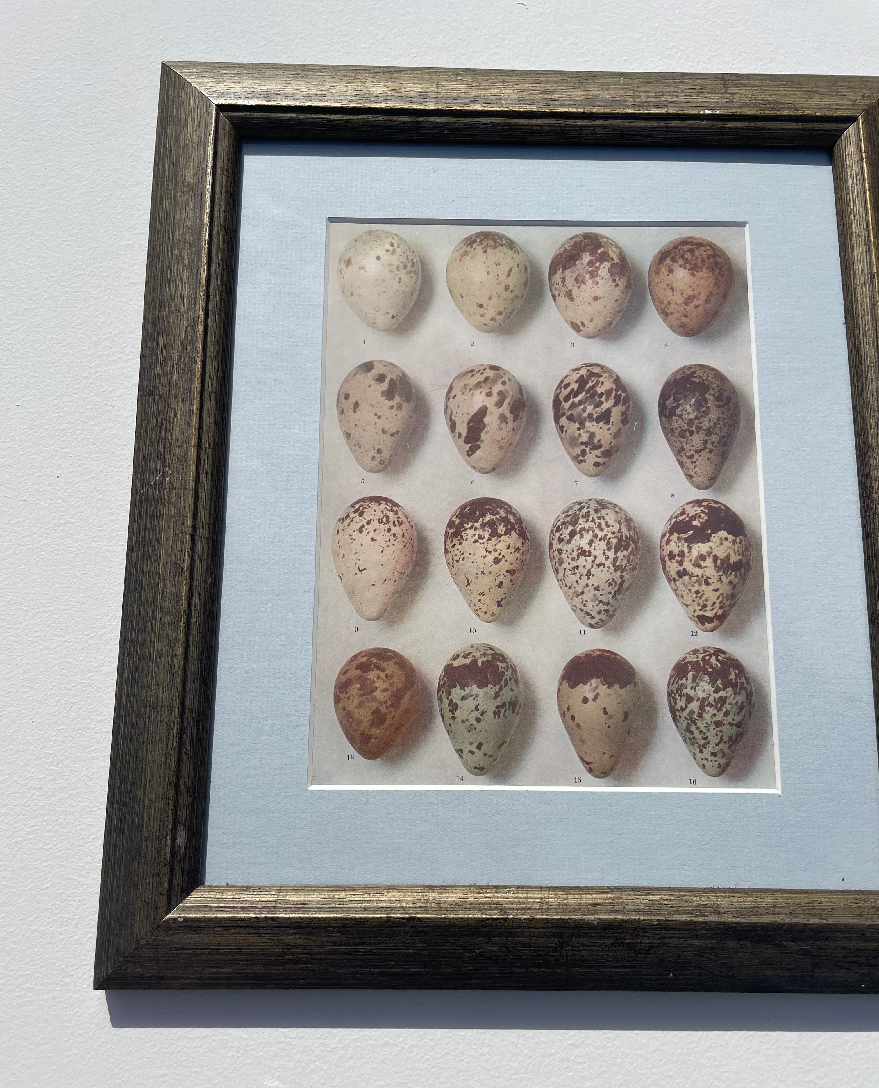 Bird Eggs Lithograph