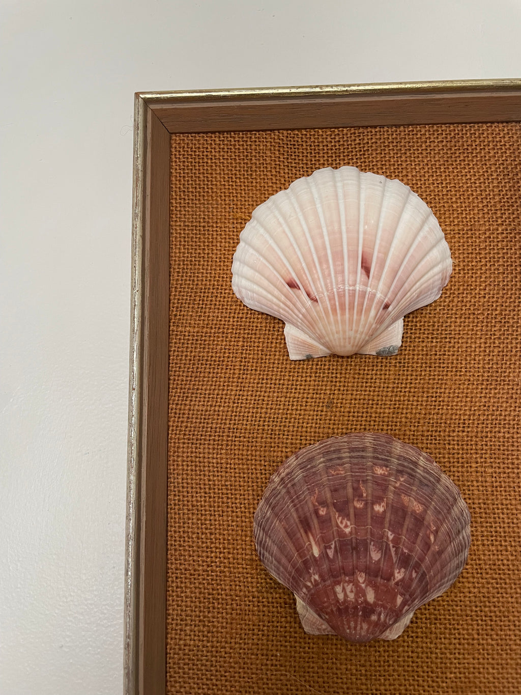 Scallop Shell Trio