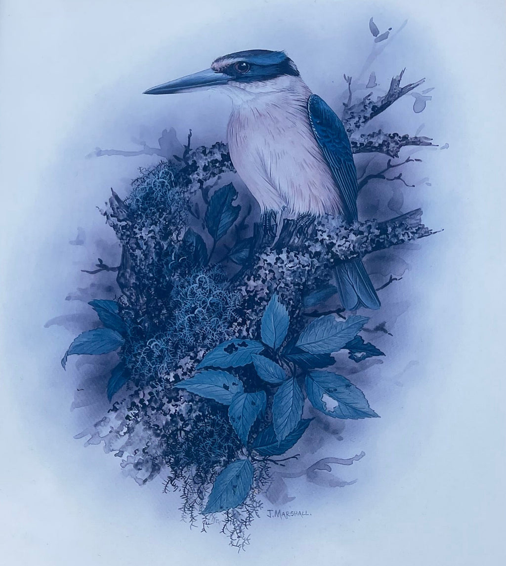 Vintage Kotare Kingfisher Print
