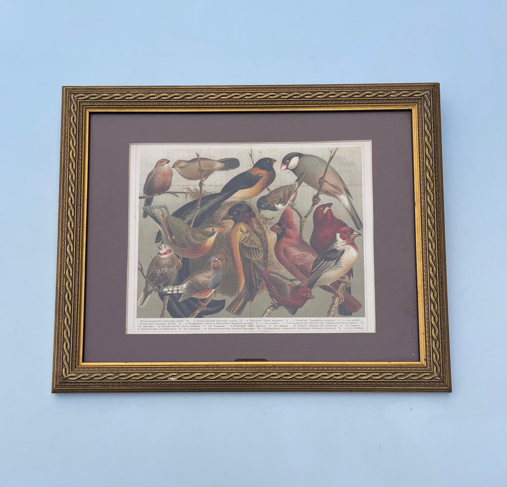 Antique Birds Lithograph