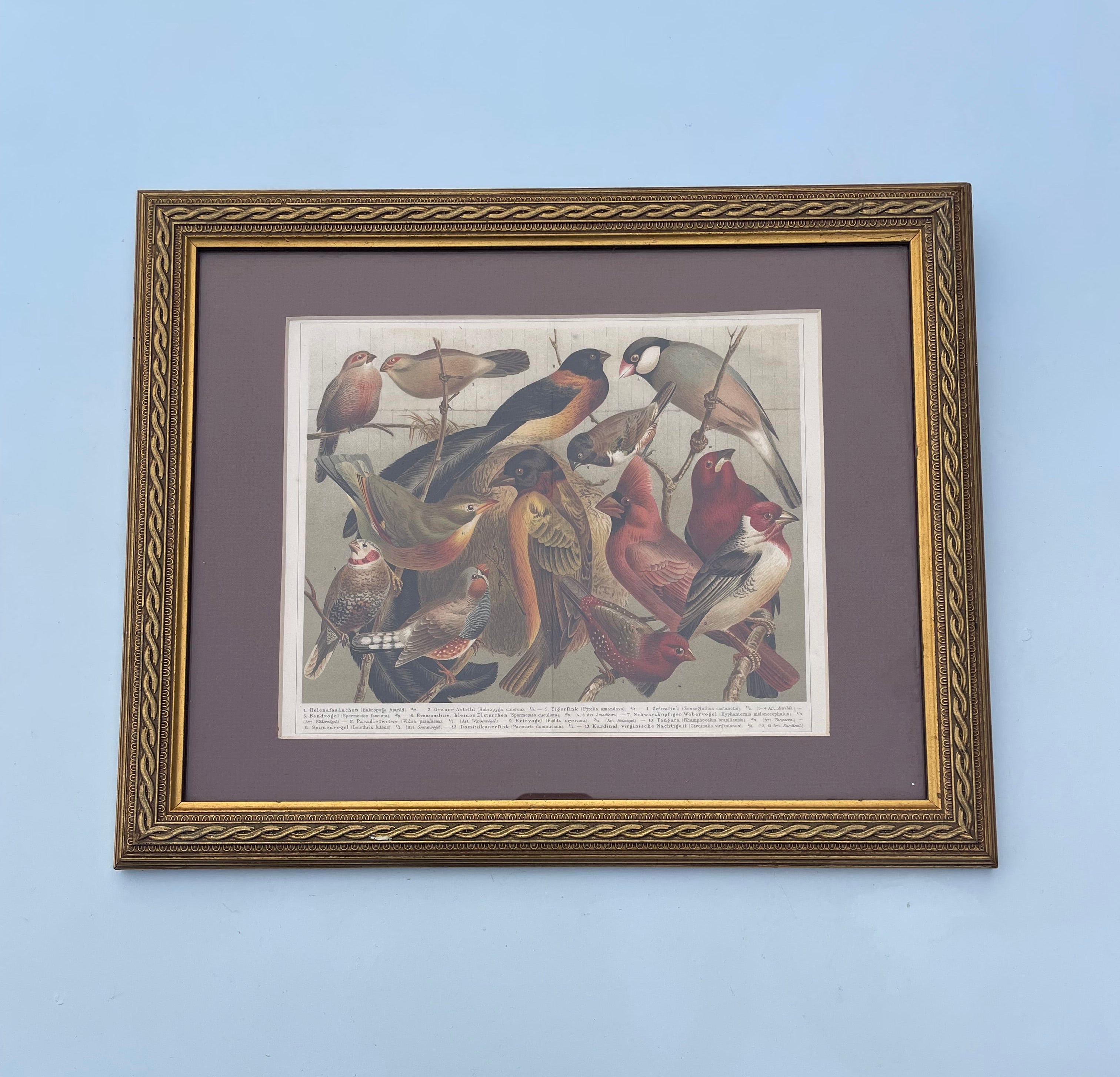 Antique Birds Lithograph