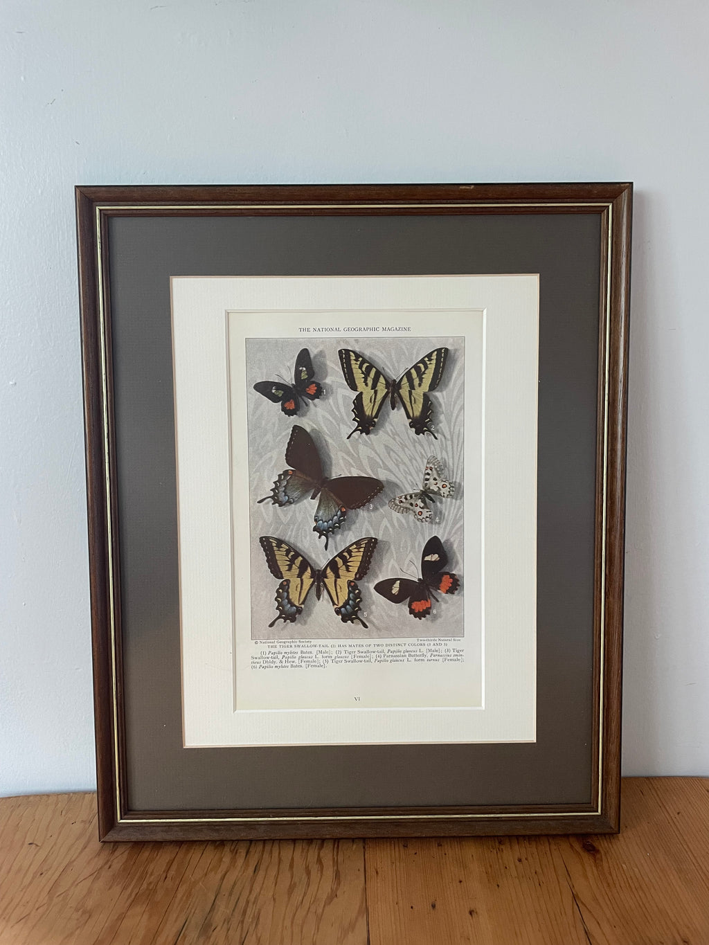 Framed Antique Butterfly Print