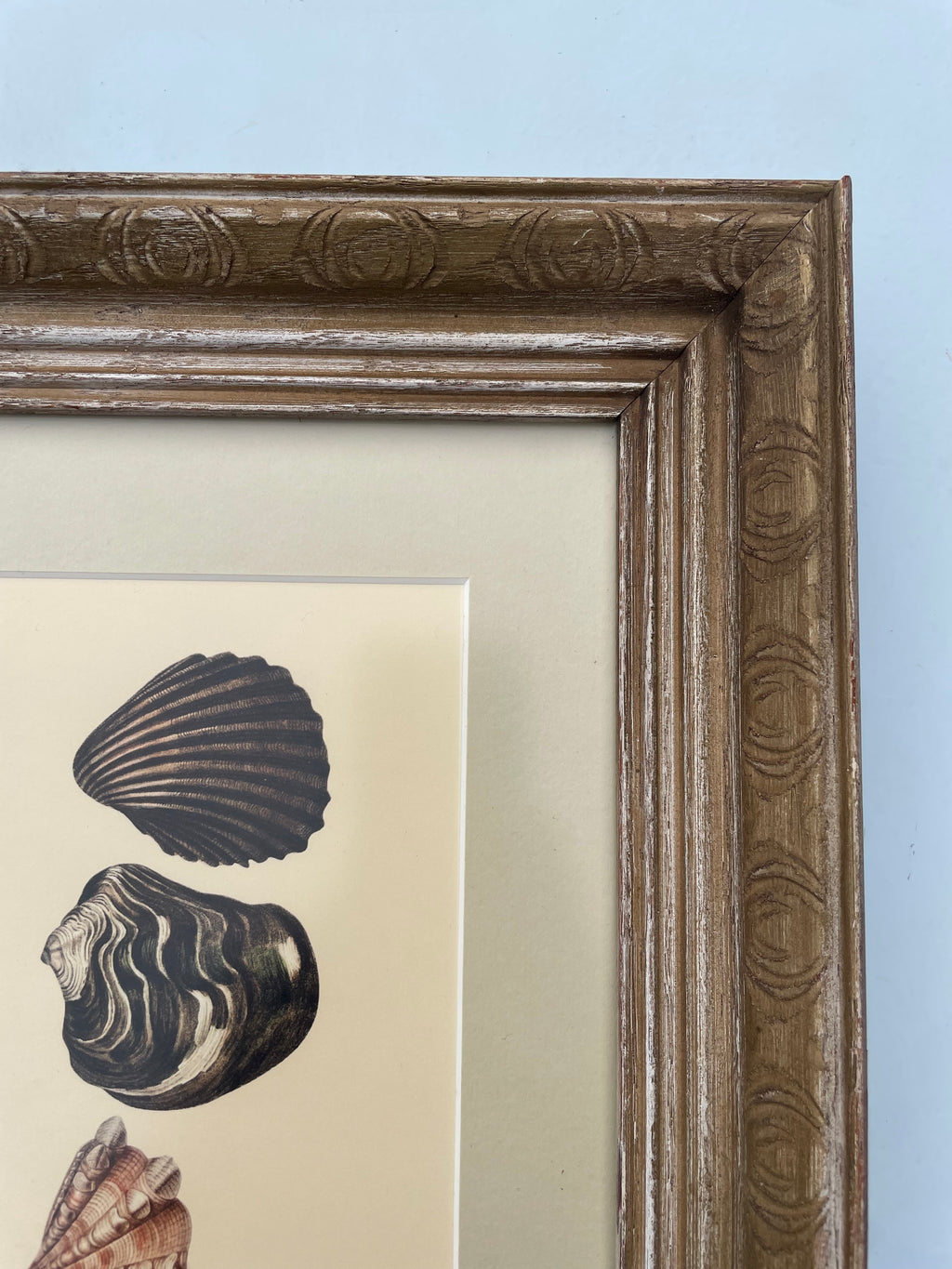 Shell Lithograph Print
