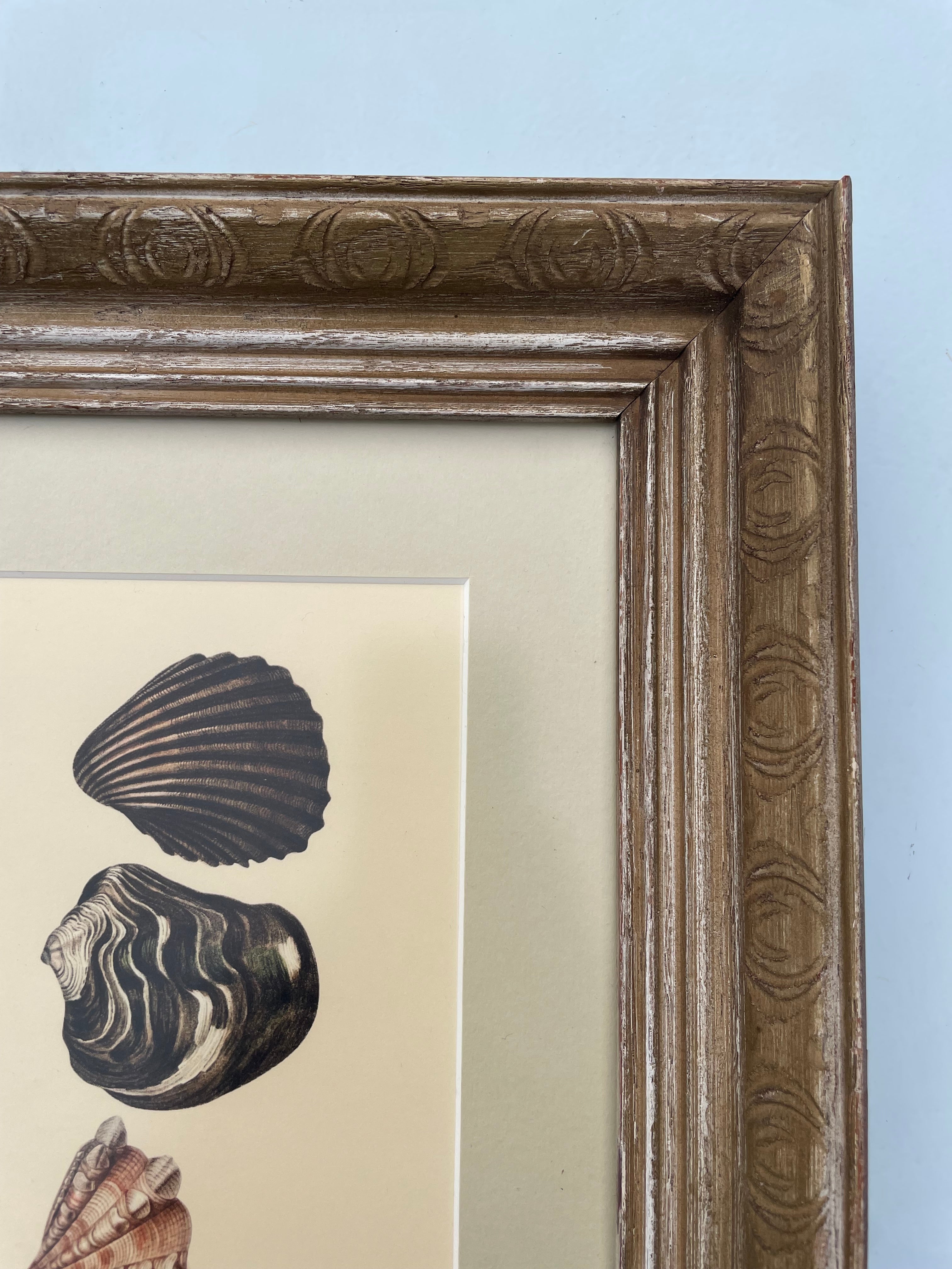 Shell Lithograph Print