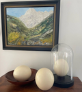 Genuine Ostrich Egg