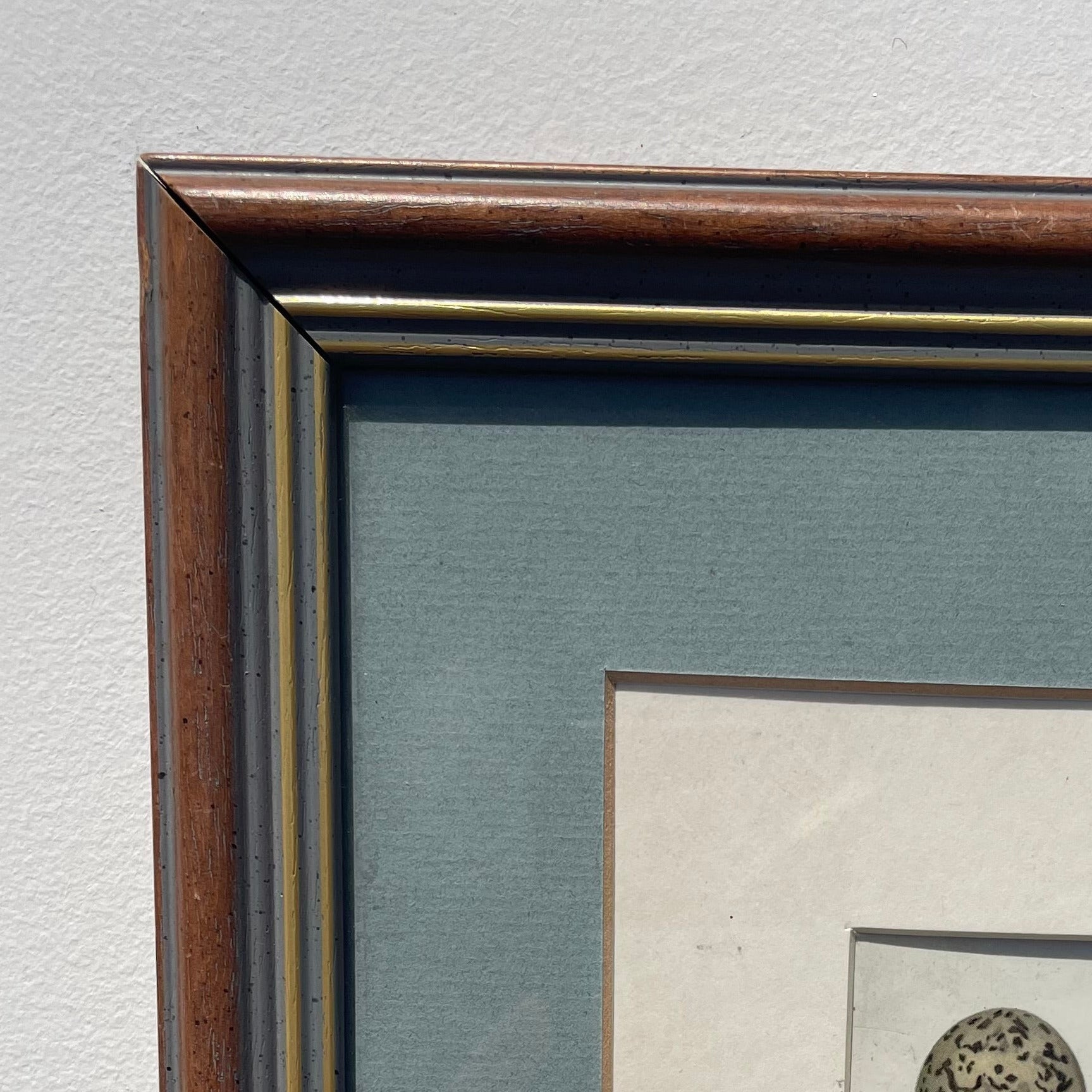 Bird Eggs Print
