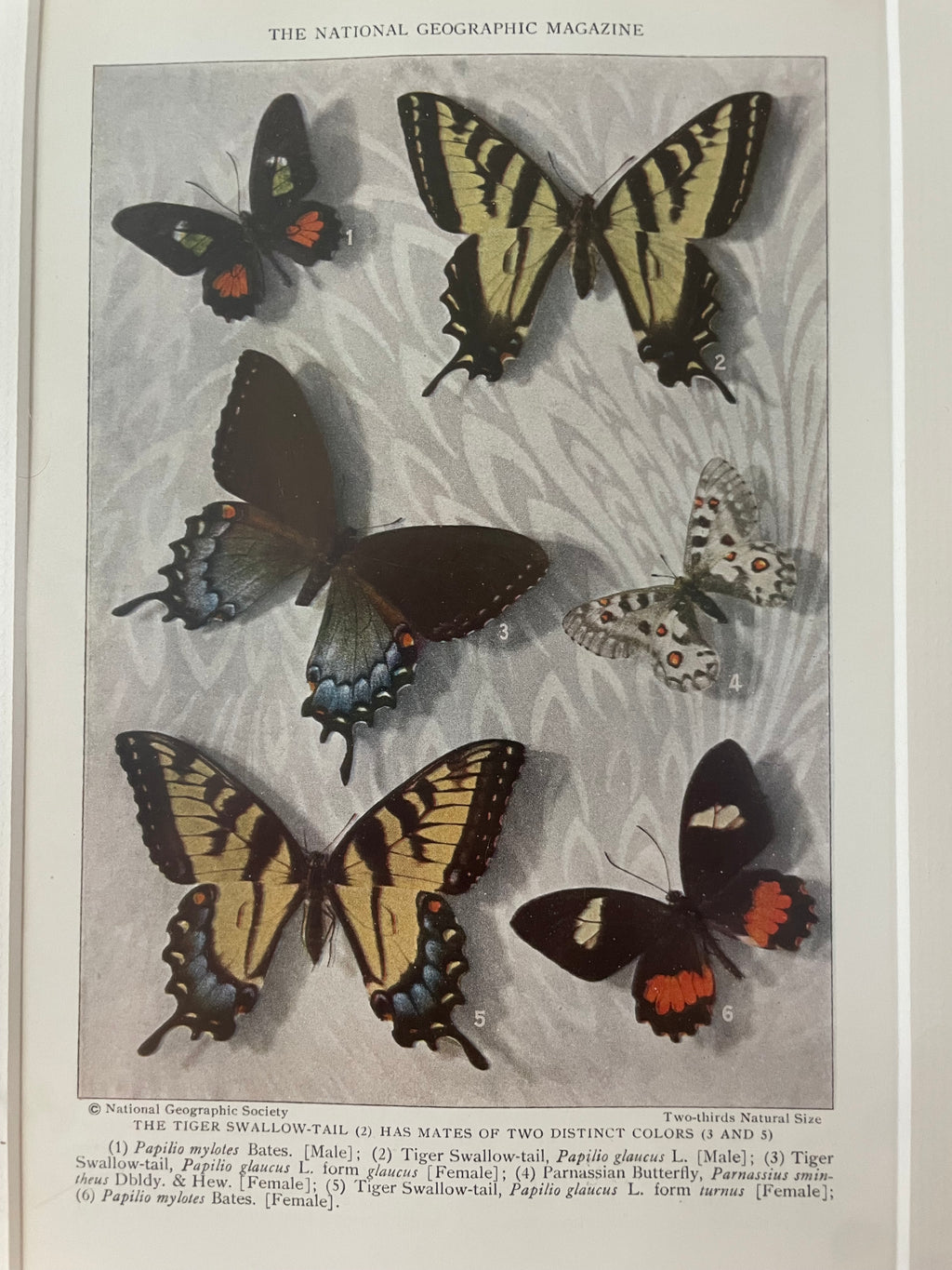 Framed Antique Butterfly Print