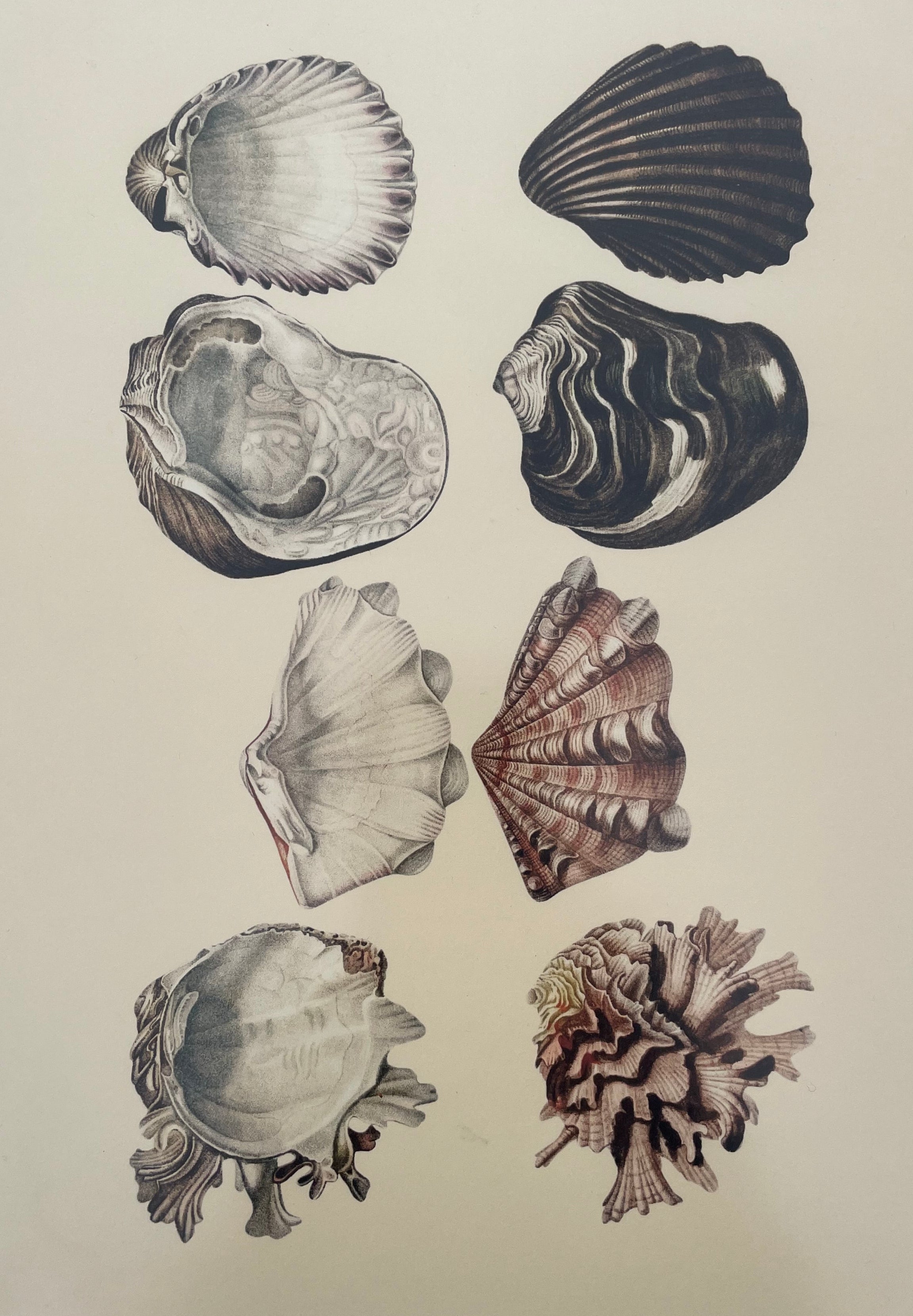 Shell Lithograph Print