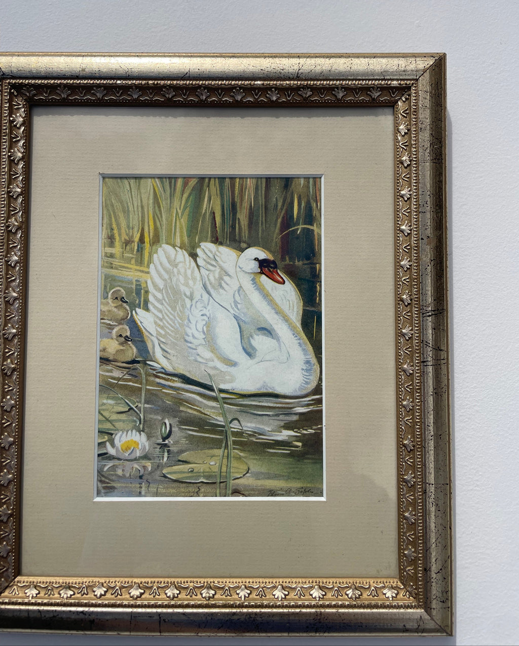Vintage Swan Family Print