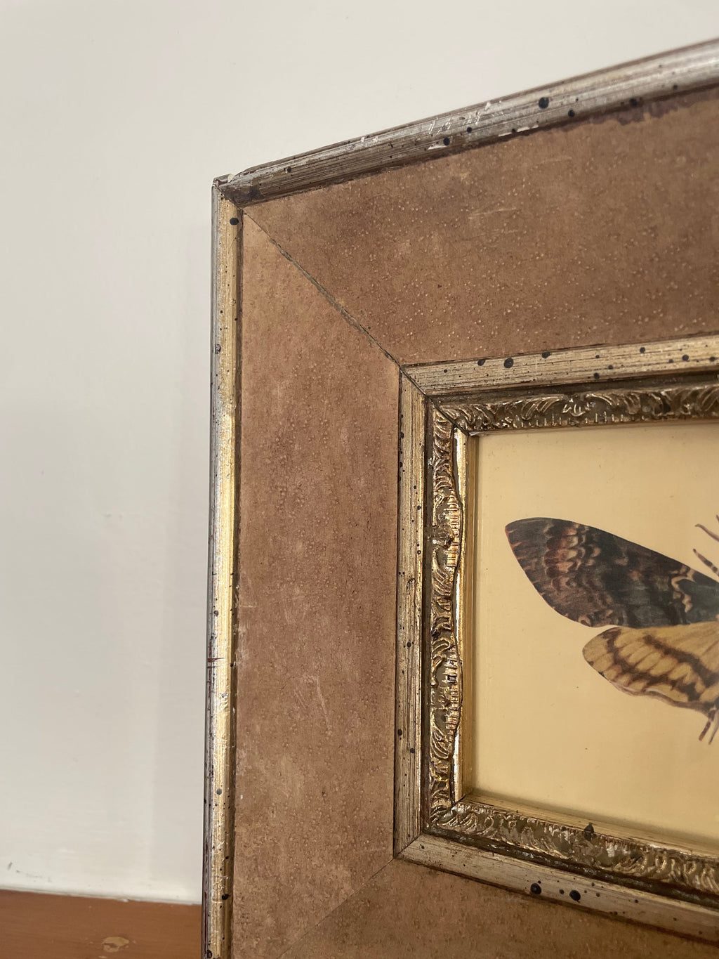 Death's-Head Hawk Moth Print