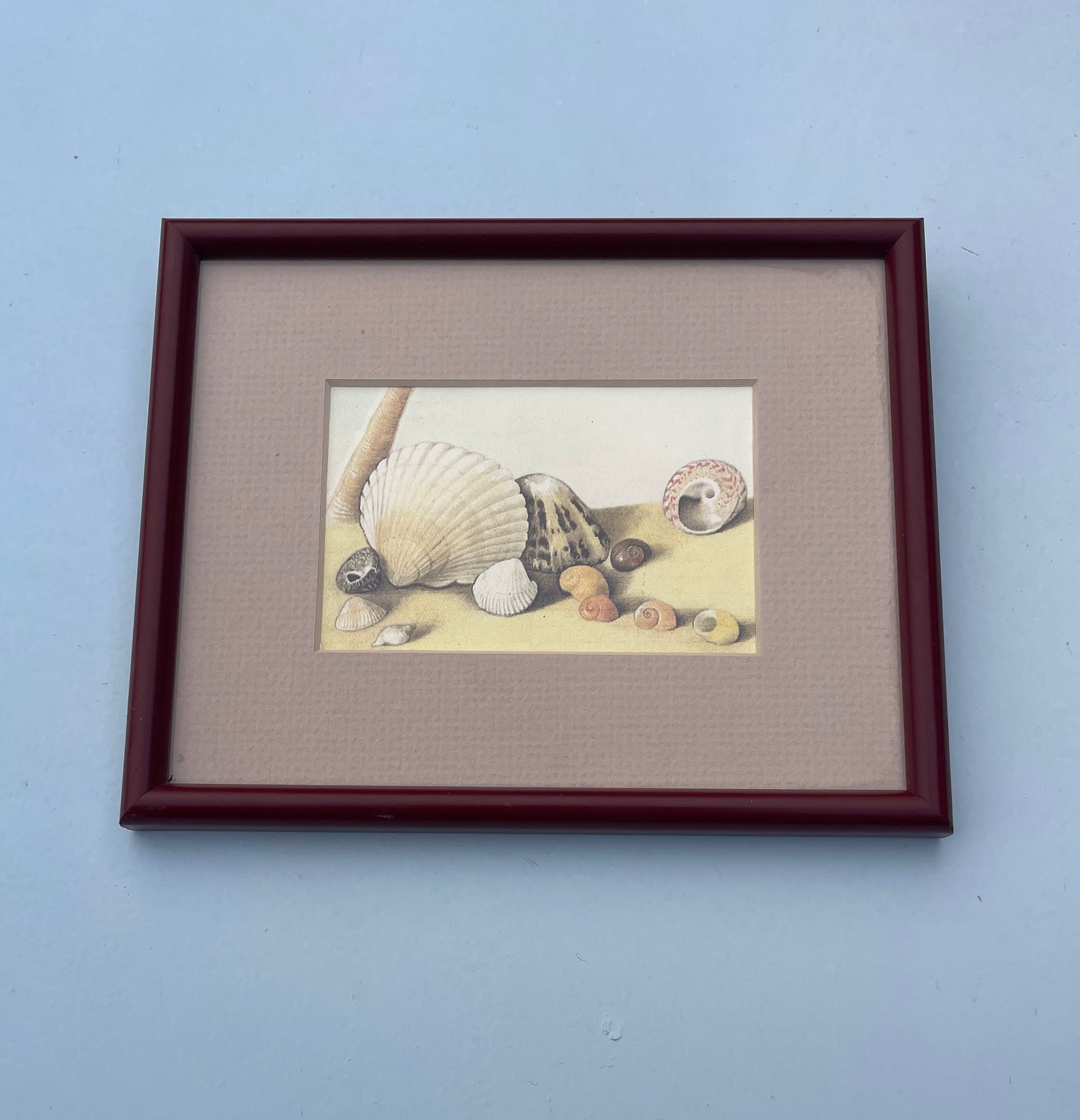 Vintage Shell Print