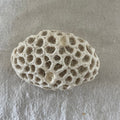 Brain Coral Specimen
