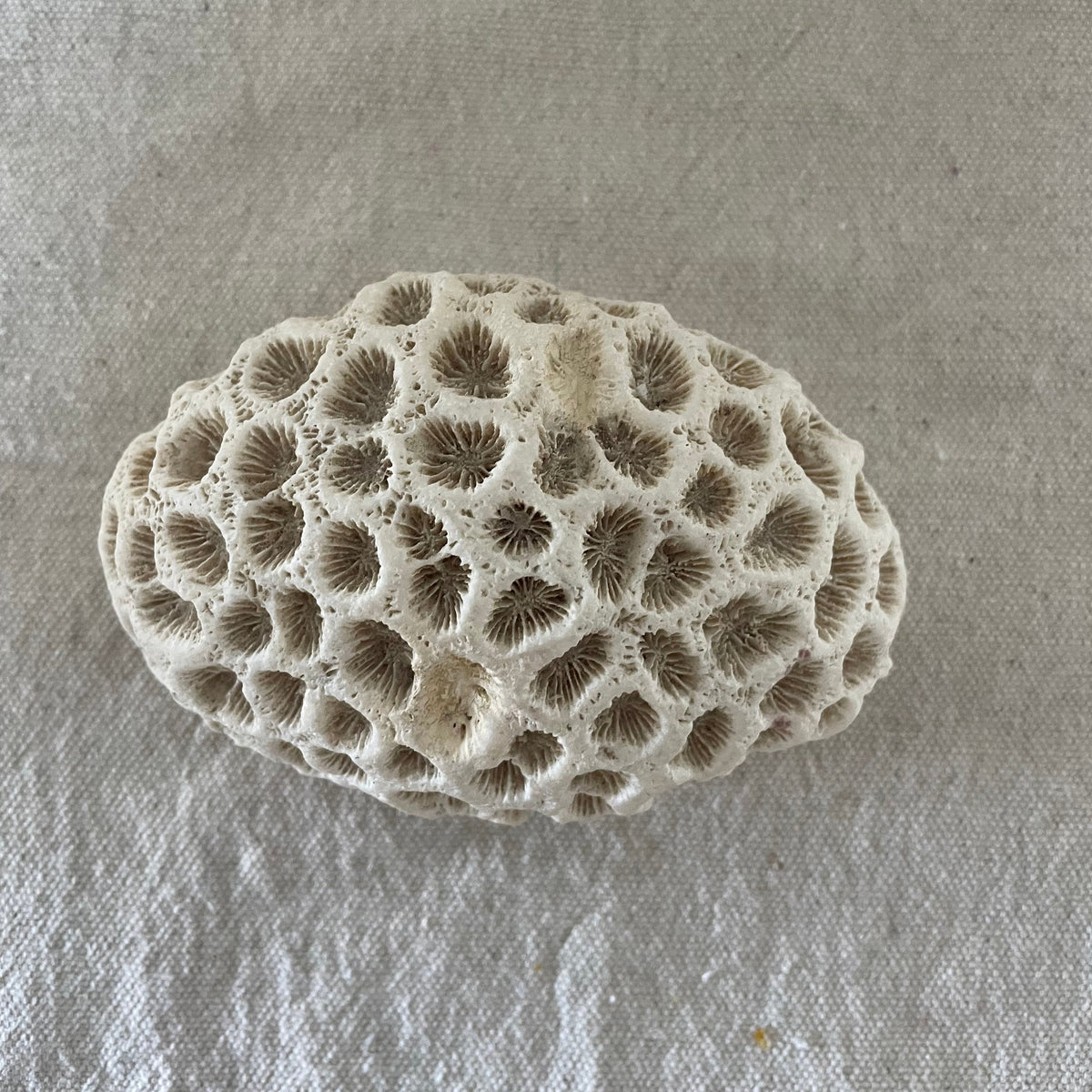 Brain Coral Specimen