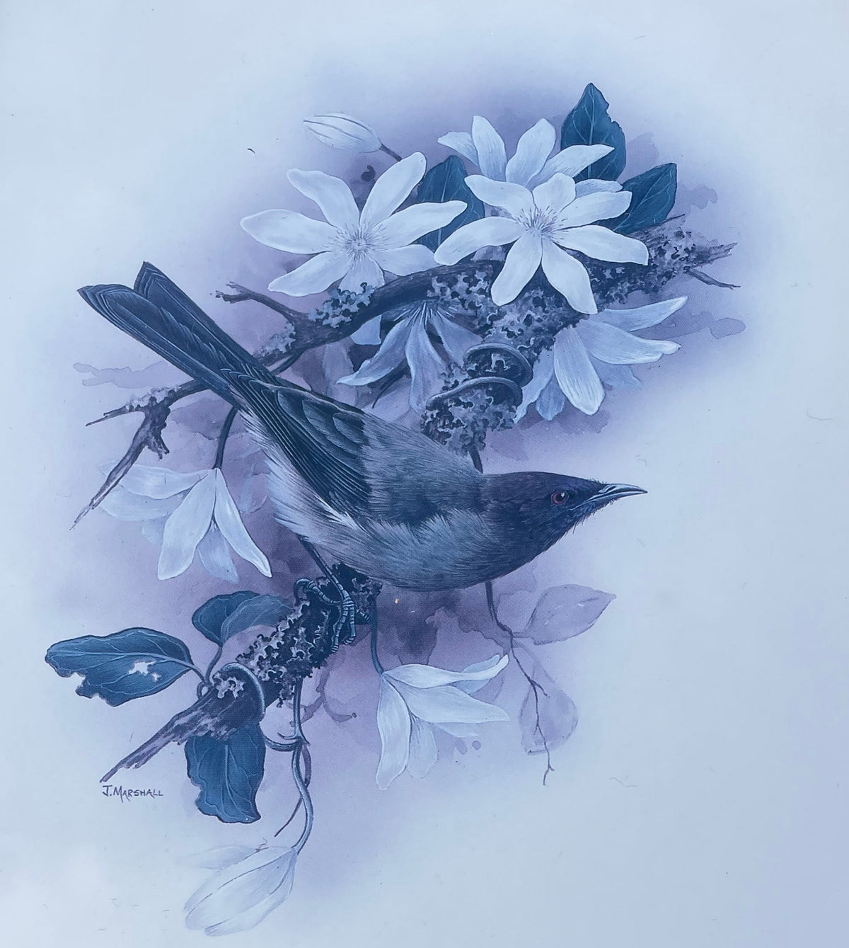Vintage Korimako Bellbird Print