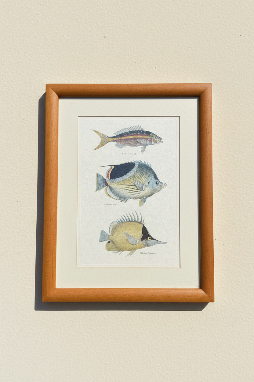 Framed Fish Print