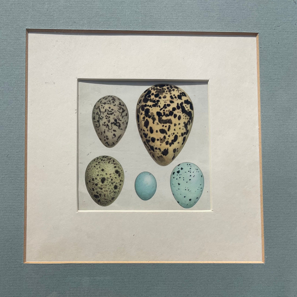 Bird Eggs Print