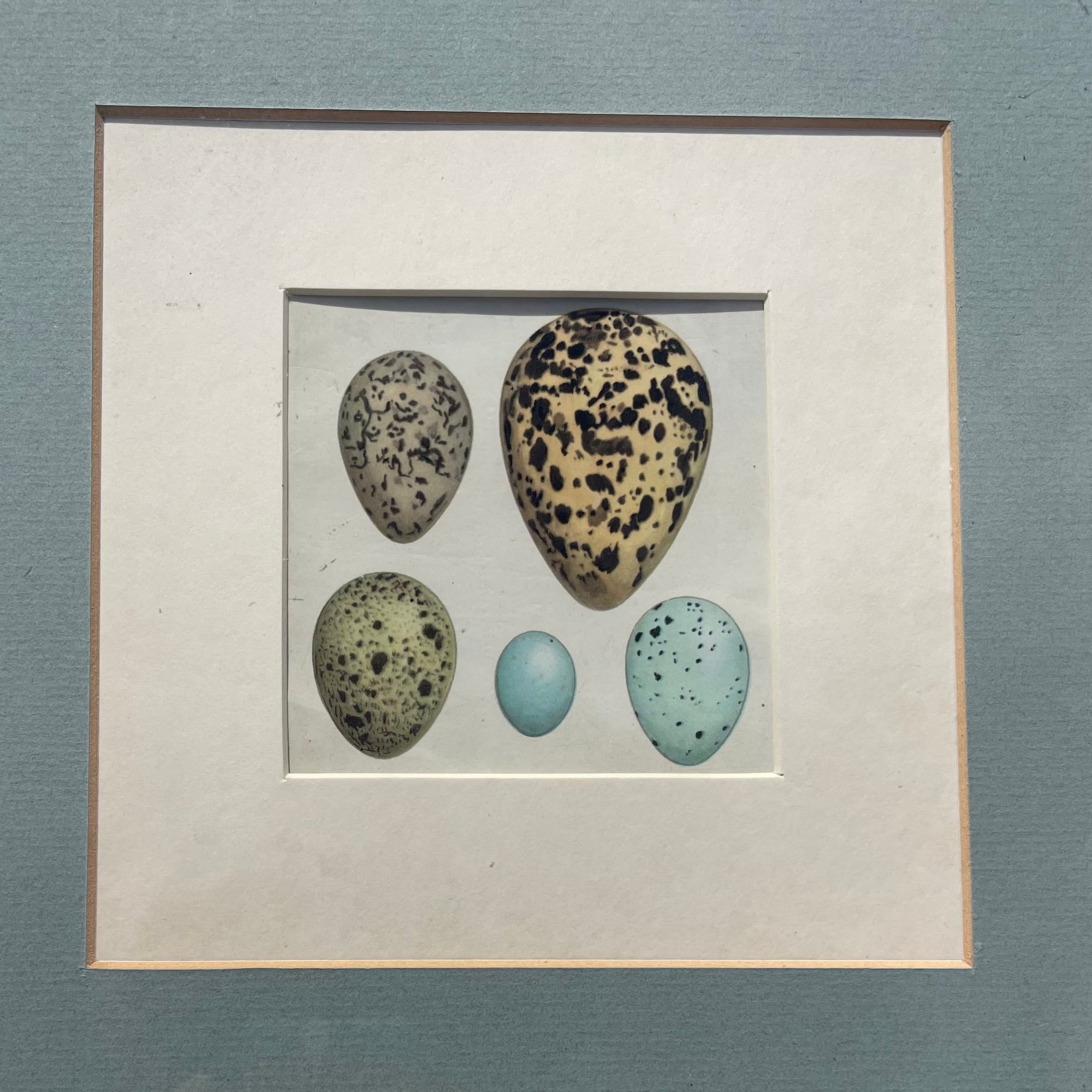 Bird Eggs Print