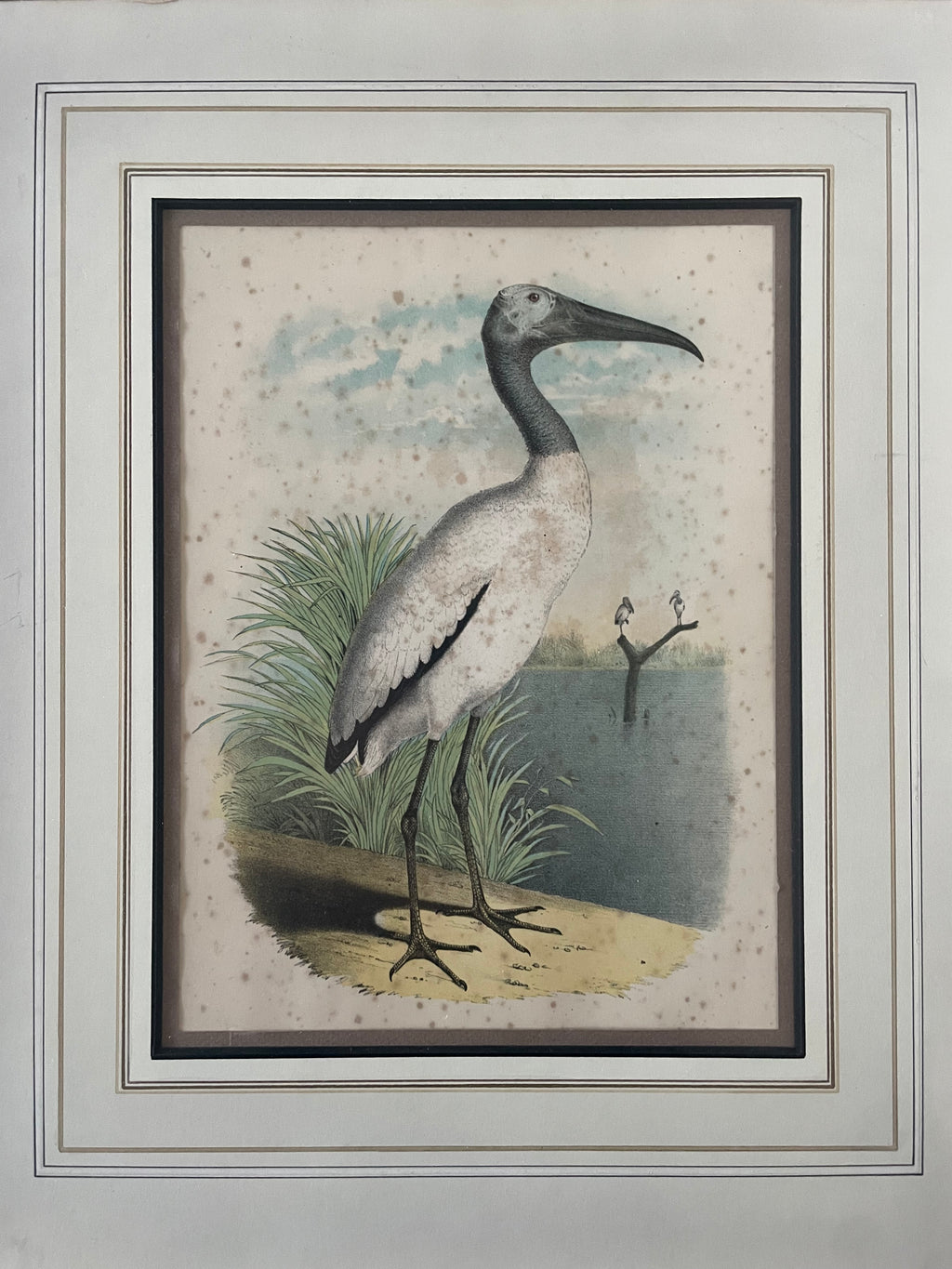 Antique Ibis Lithograph